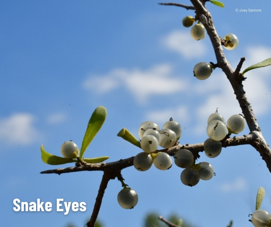 A branch with clusters of small white, round berries and green leaves.