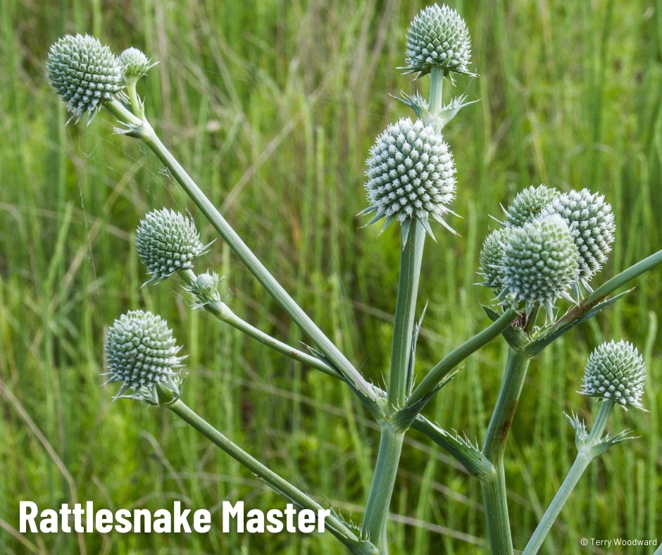A plant with long green stems and white, round flowers in a field of green grass.