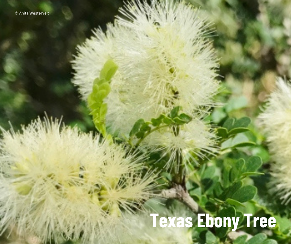 A cluster of fuzzy white circular flowers.