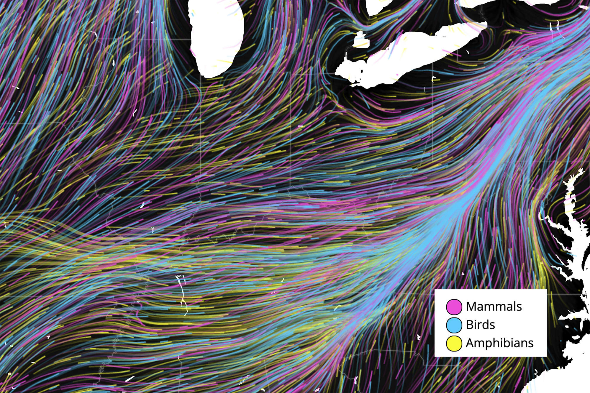 Graphic showing a map outline of the Eastern and Central US with multi-colored lines converging into a migration corridor running along the spine of the Appalachian Mountains.