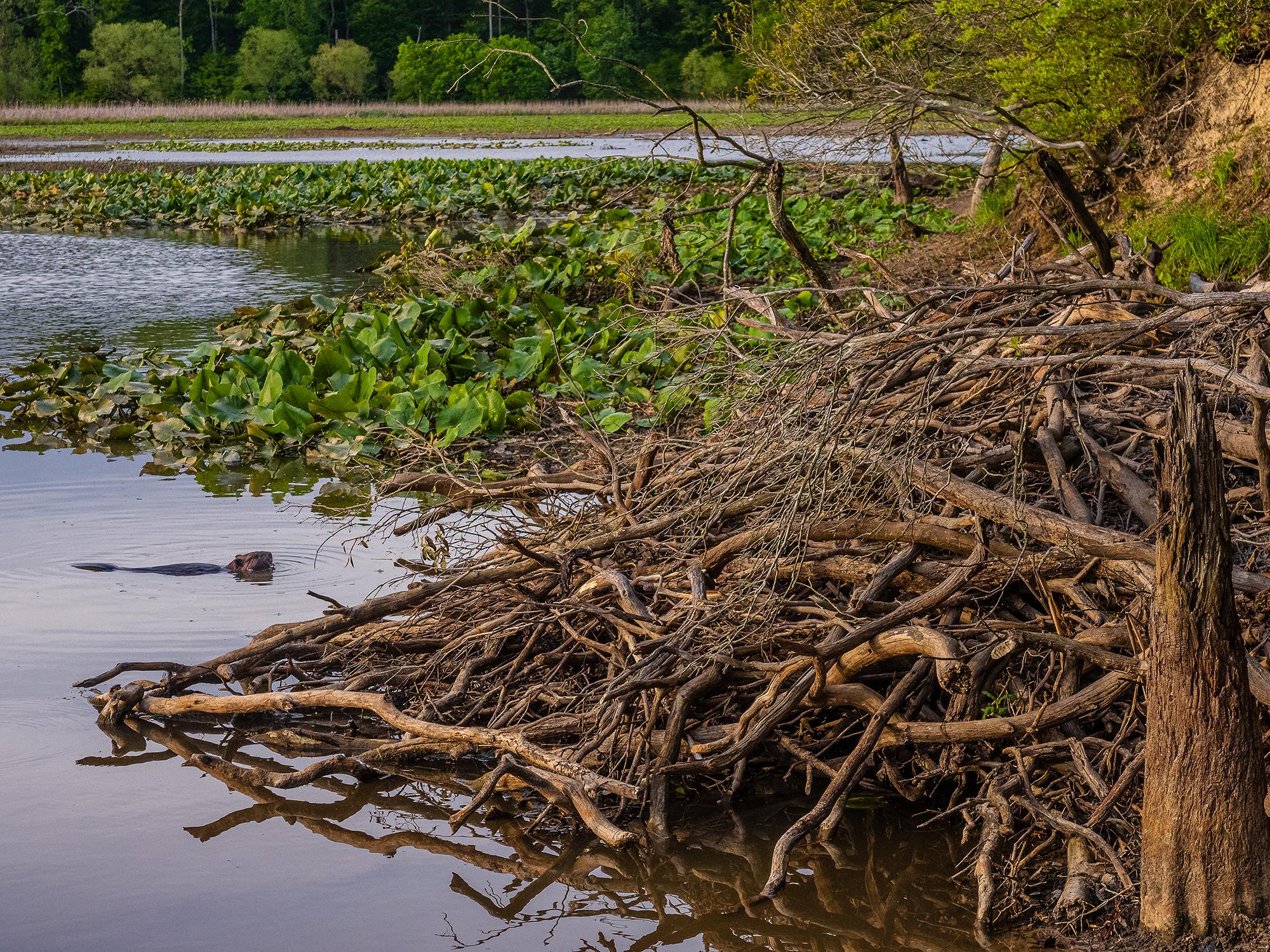 The foreground is dominated by the tangle of sticks, branches and logs creating a beaver lodge. A beaver floats at the surface of the lake next to the lodge. 