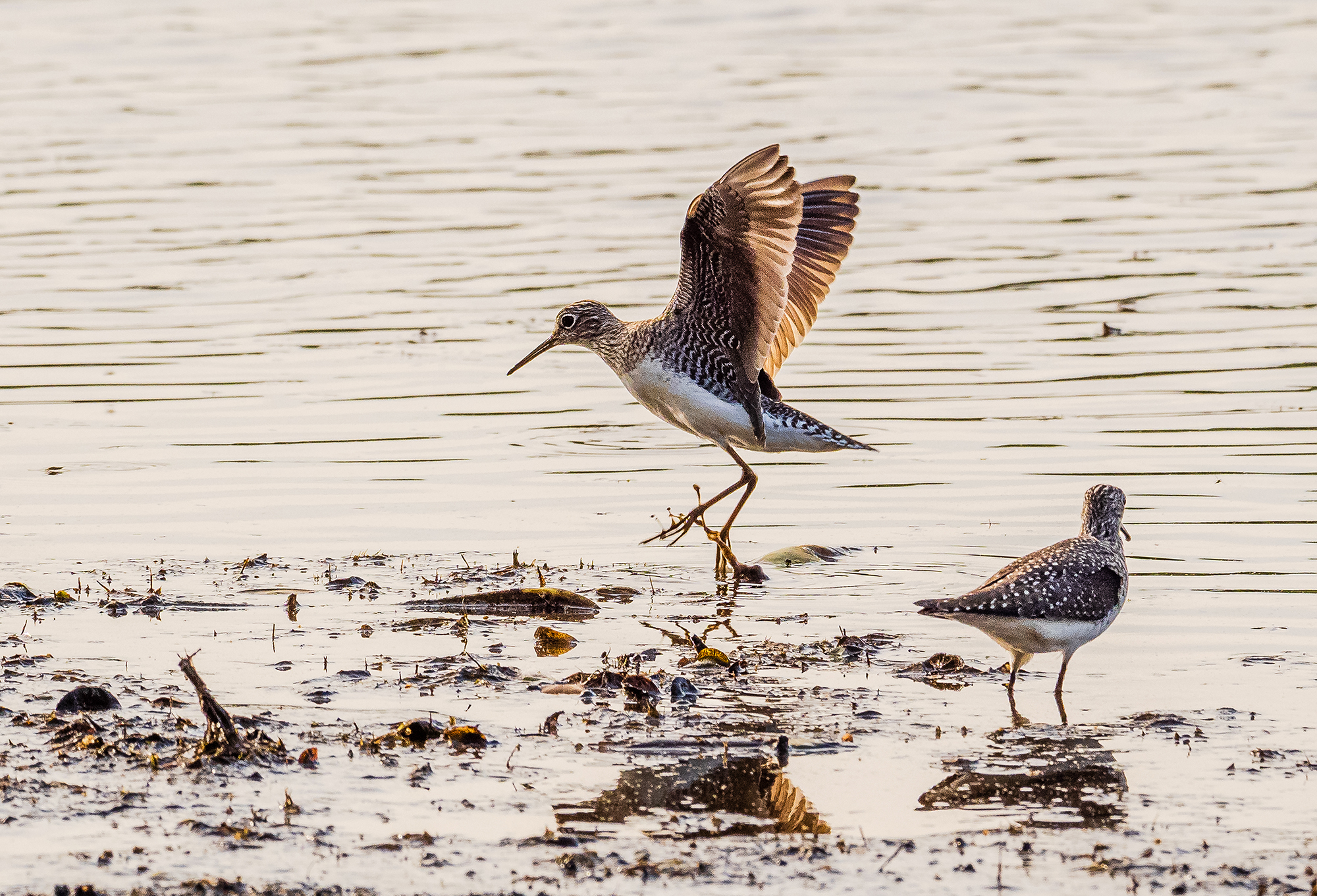 Two small brown and white shorebirds forage at the edge of a lake. The bird in the background is just taking off from the ground with its wings fully open and extended. 