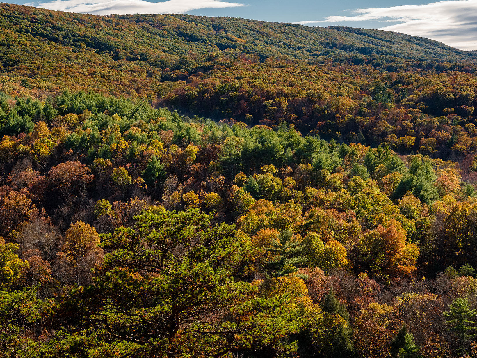 Trees in early fall colors of orange and gold.