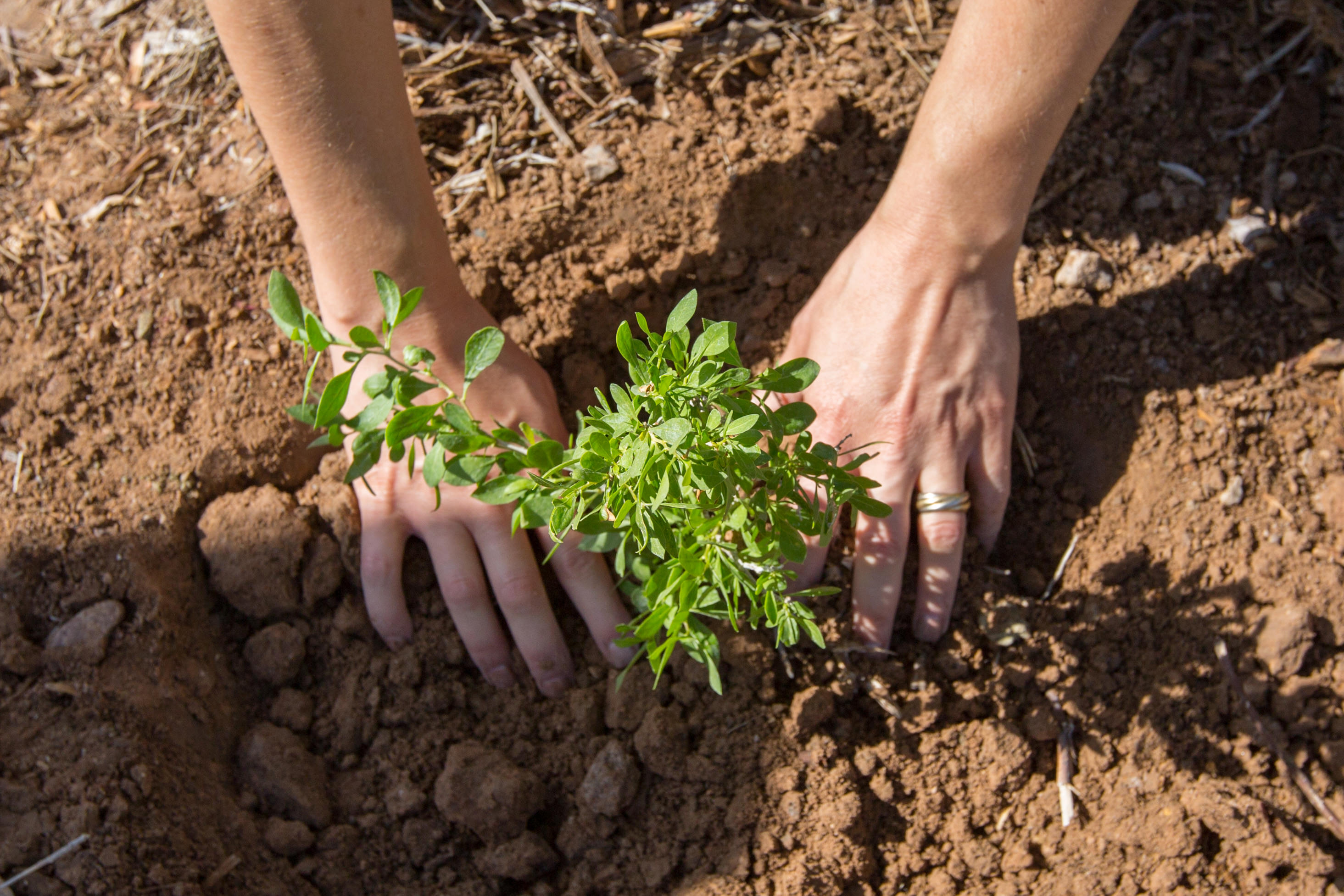 Closeup of hands planting a seedling.