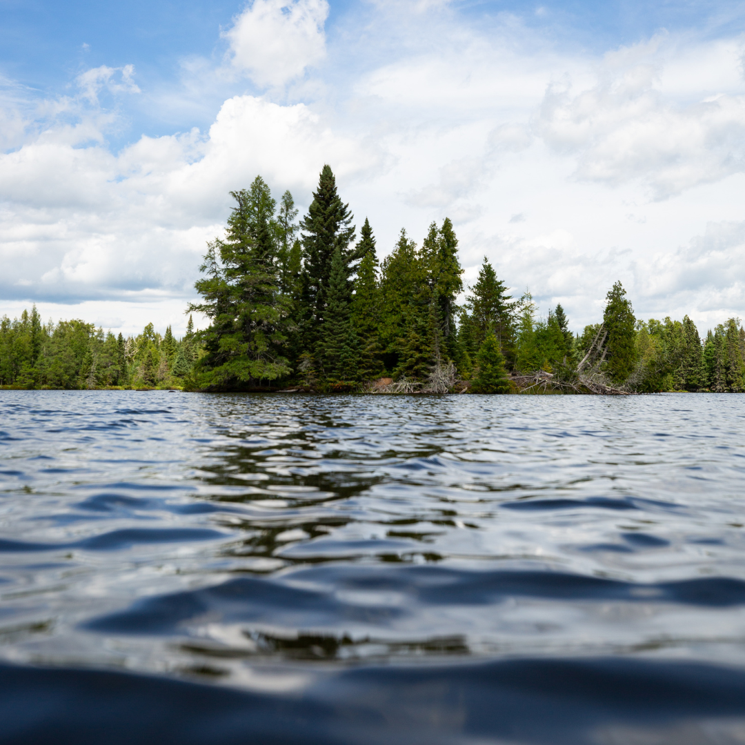 A lake with pine trees in the background.