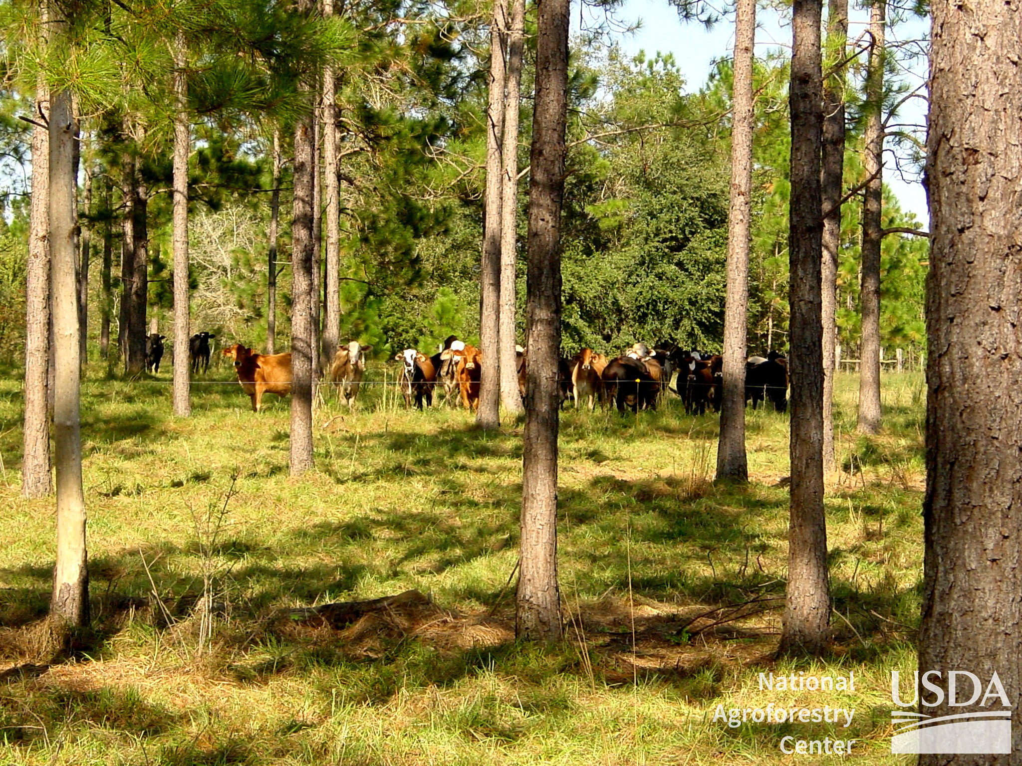 Silvopasture is an agroforestry practice that integrates trees and pasture and forage crops into a single system for raising livestock.