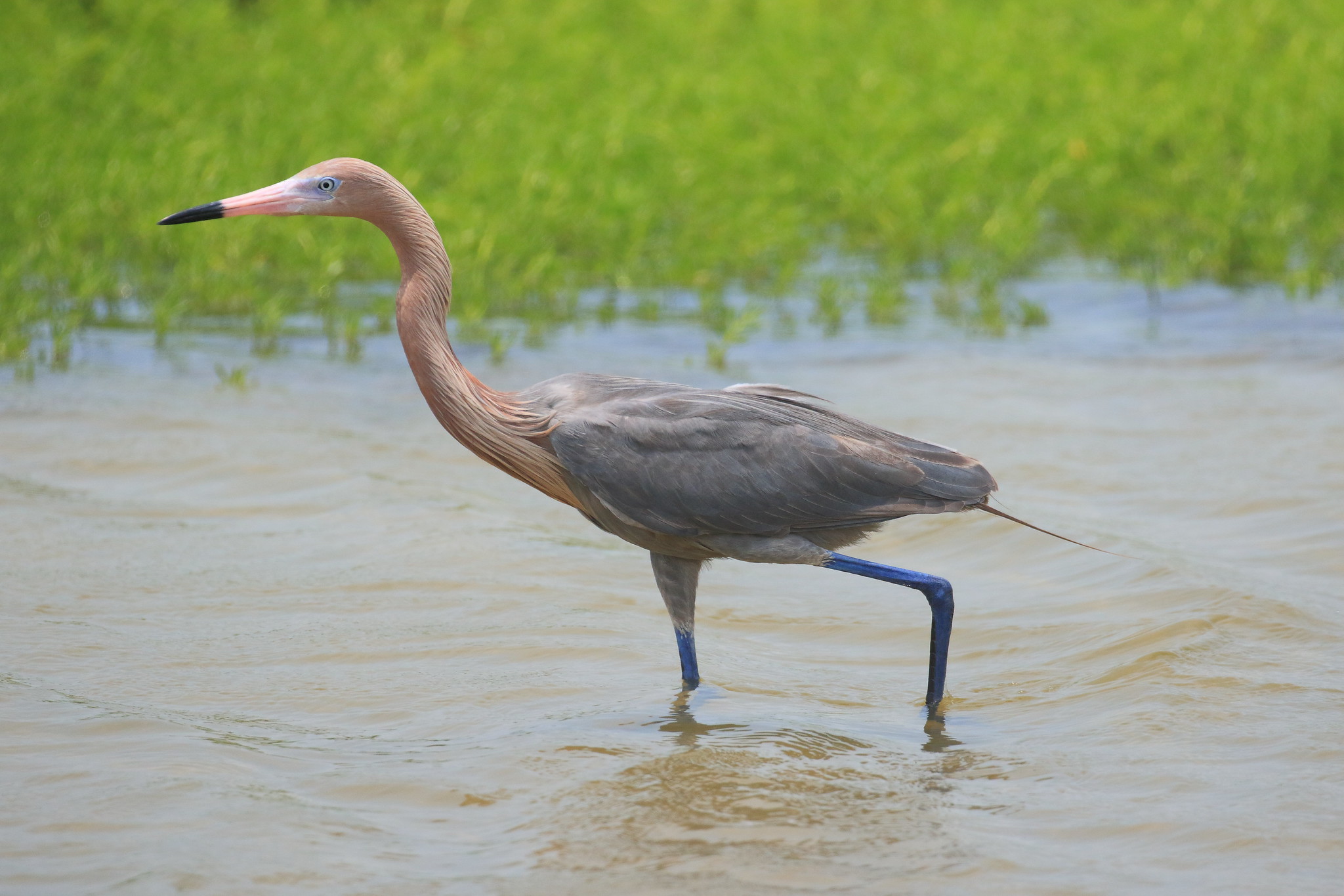 A bird with pink and grey feathers walks through green marsh.