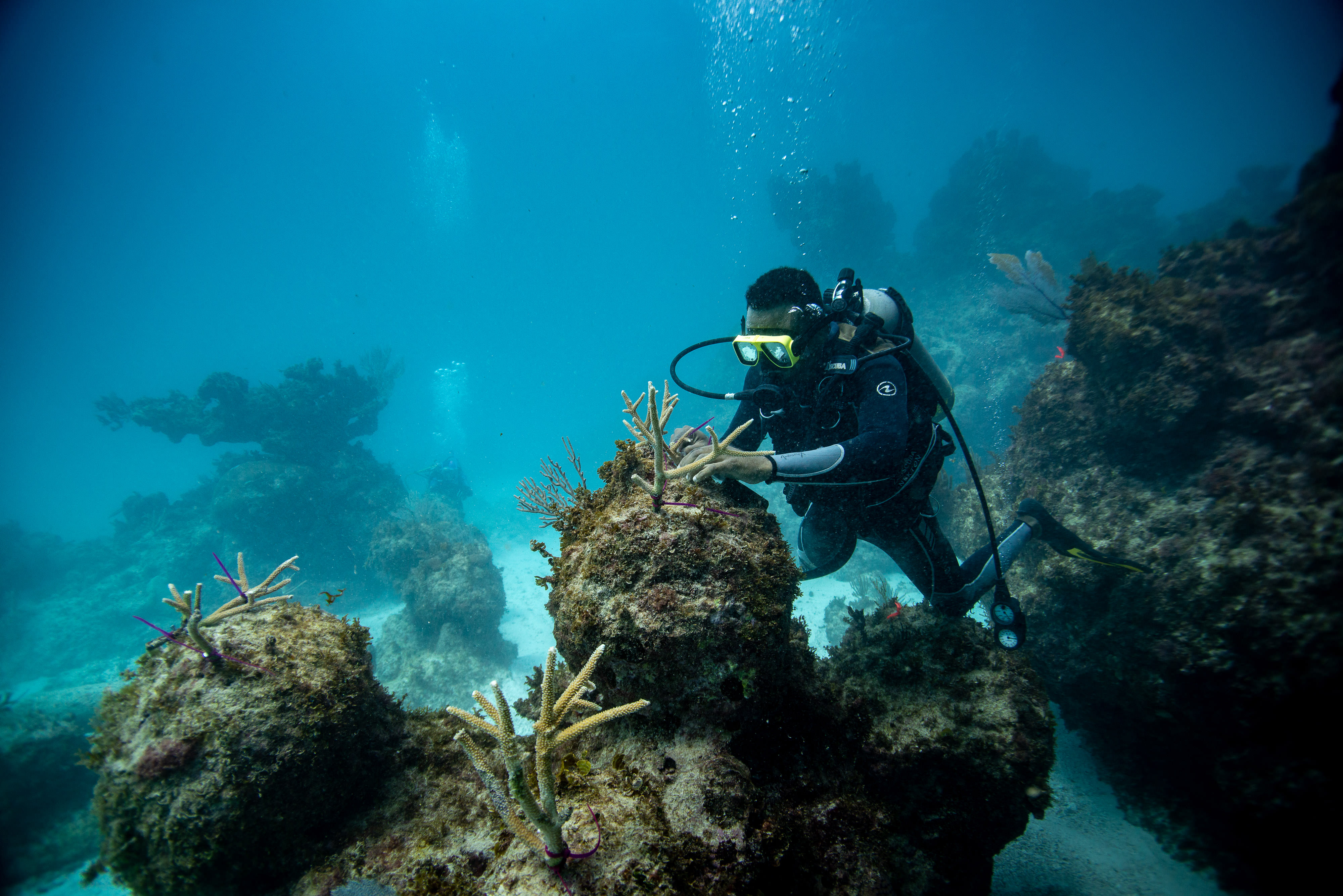 undersea coral restoration