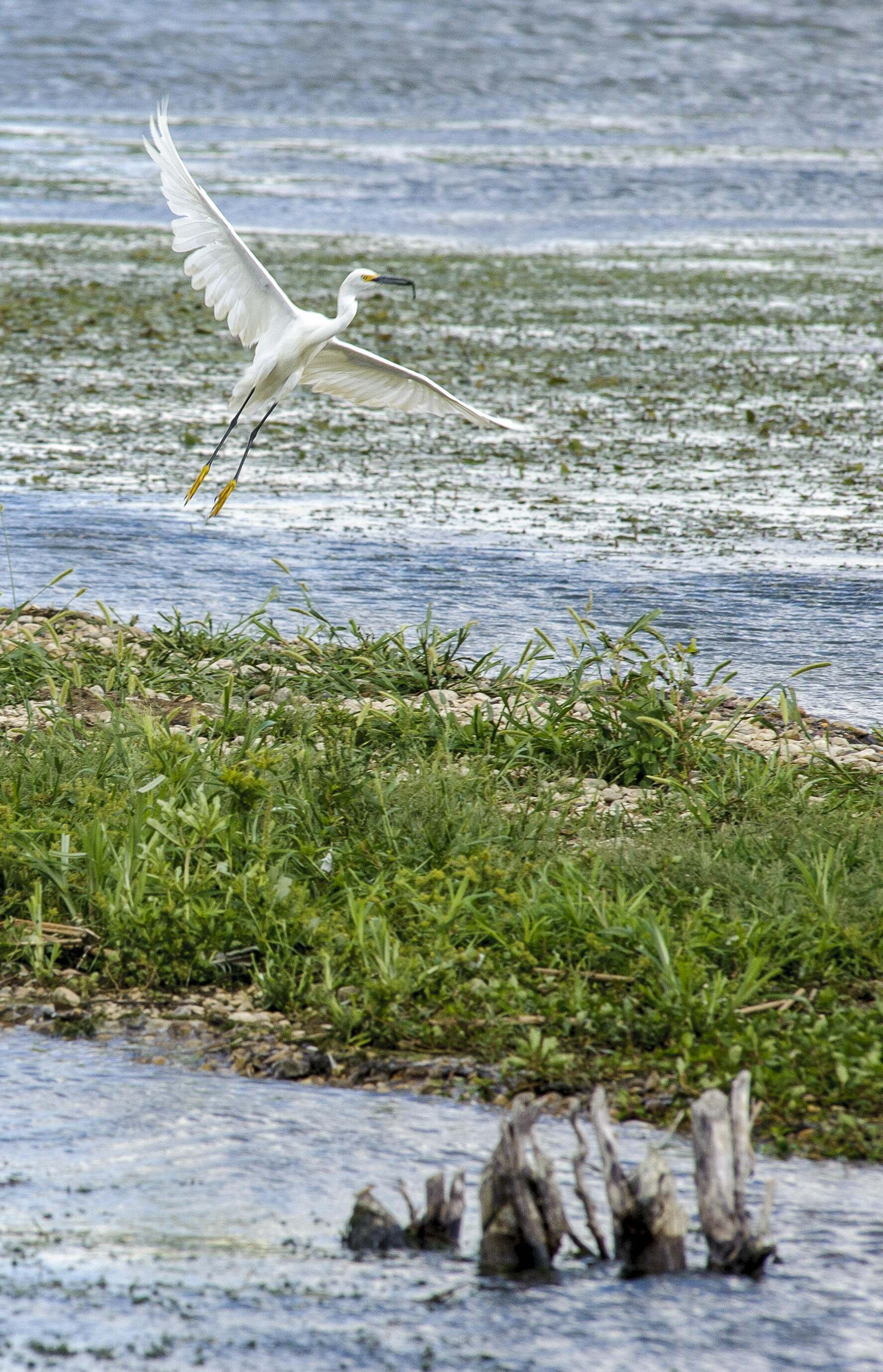 A white egret in flight with its wings spread over a wetlands that has a grassy bar extending into it.