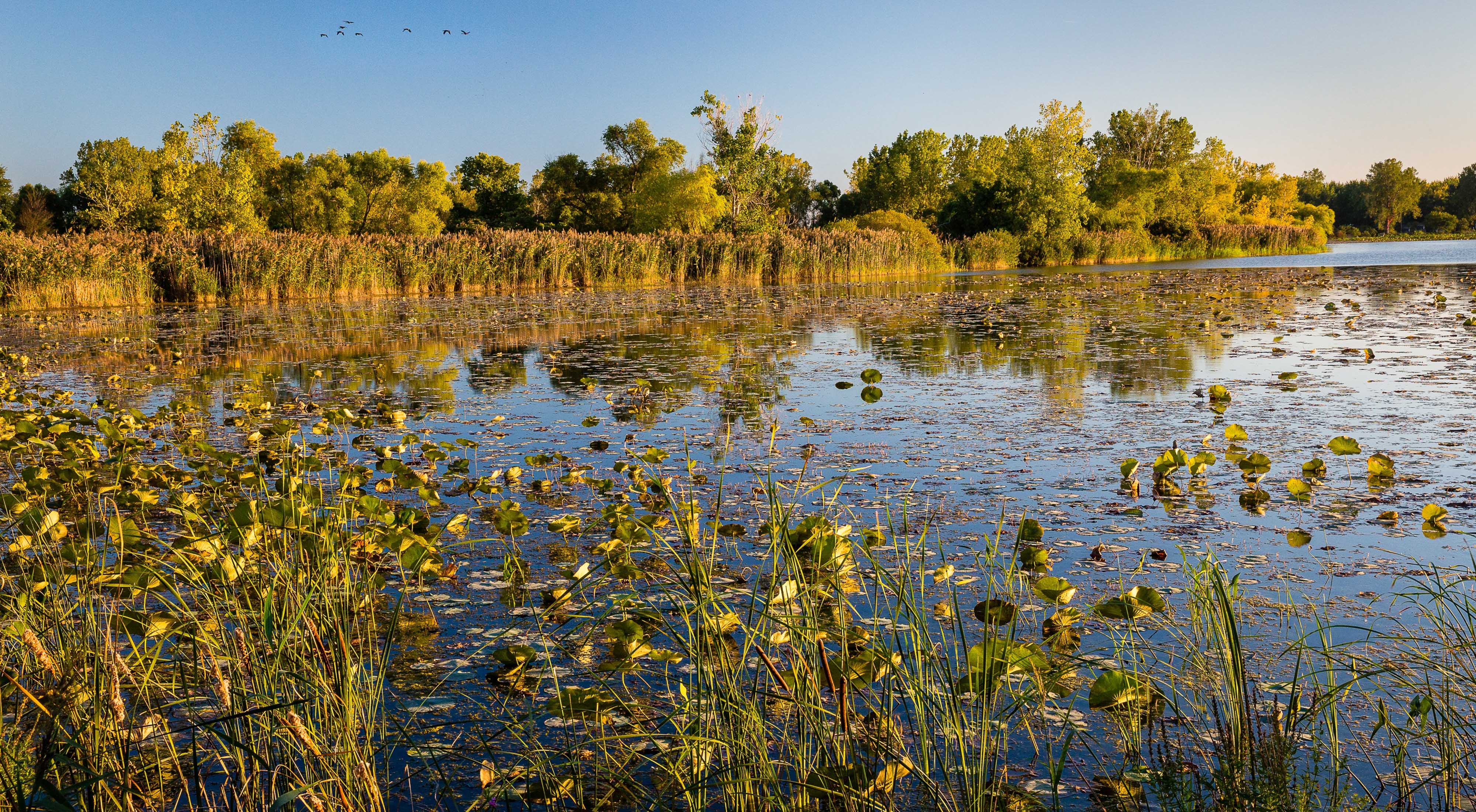 View of wetlands covered in various plant species with its shore lined by trees.