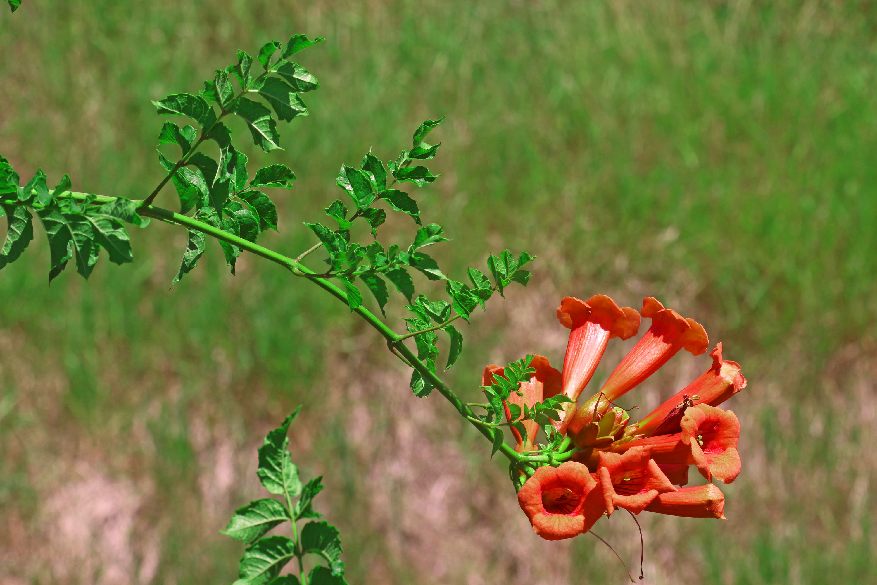 Eight bright orange trumpet shaped blossoms growing at the end of a thin green vine.