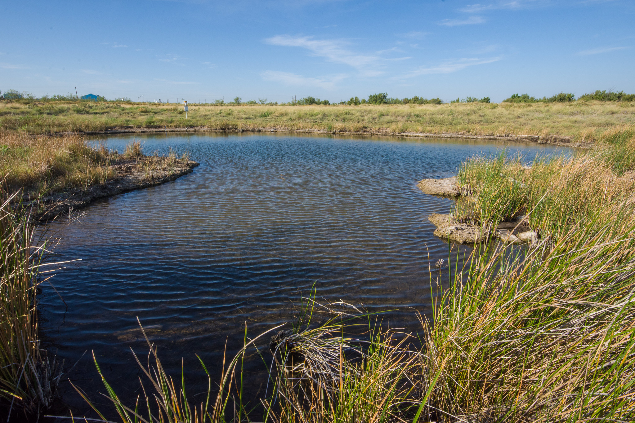 A blue pond with ripples surrounded by tall grass.