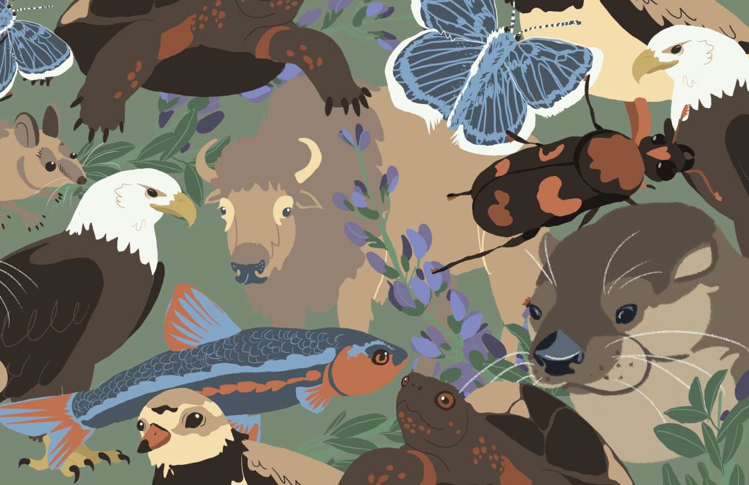 An illustration of a collage of animals.