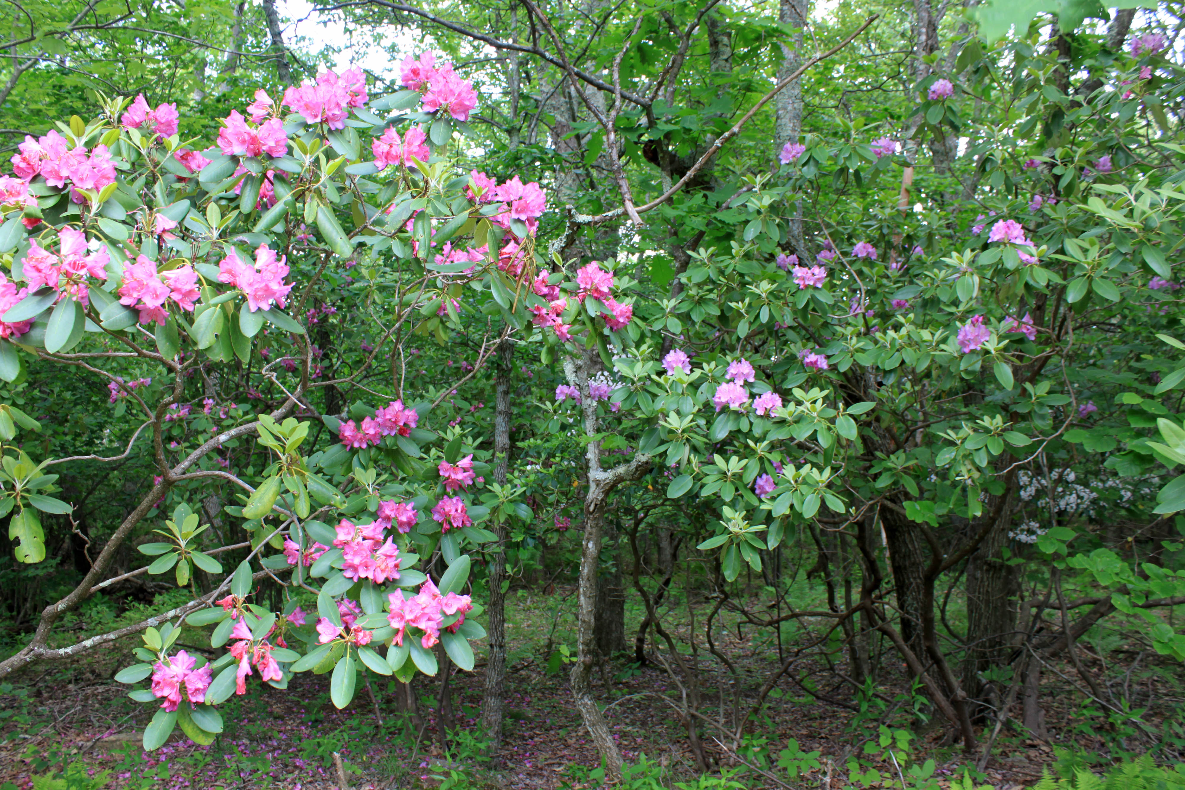 Pink blossoms of mountain laurel and rhododendron stand out in a forested thicket.