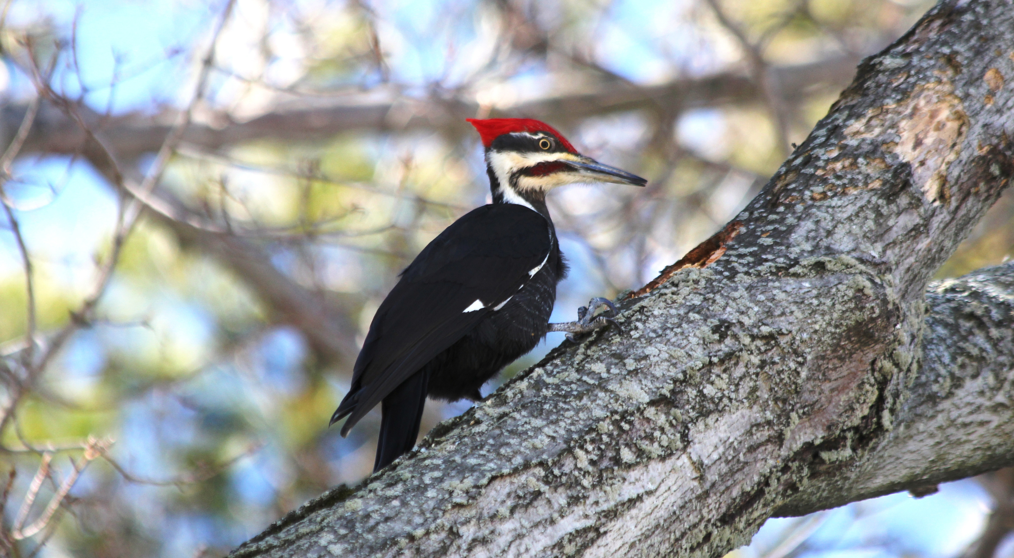 A black and white bird, with a red crown, rests on a tree. 
