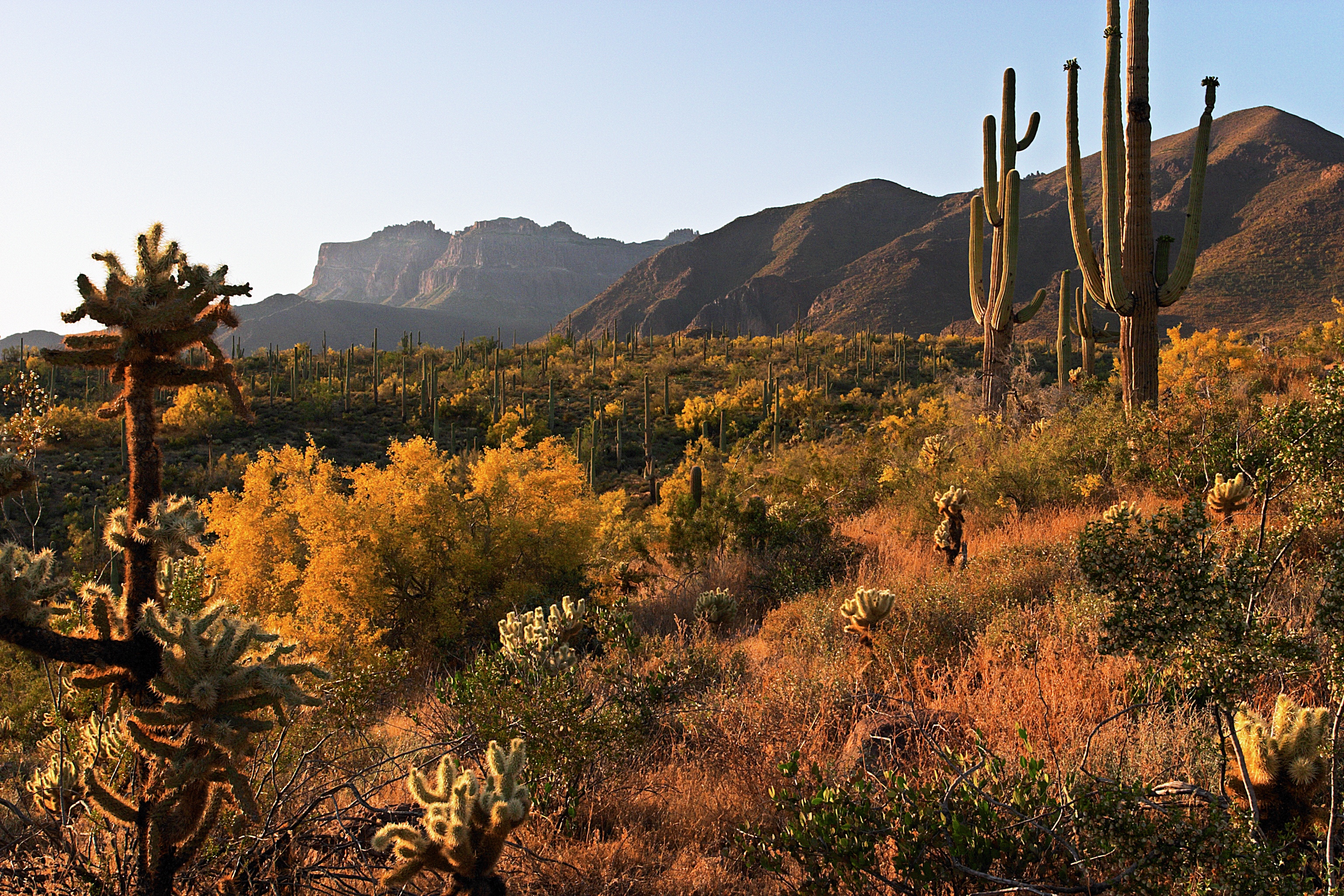 Landscape of cholla and saguaro cactus with mountains in the background.