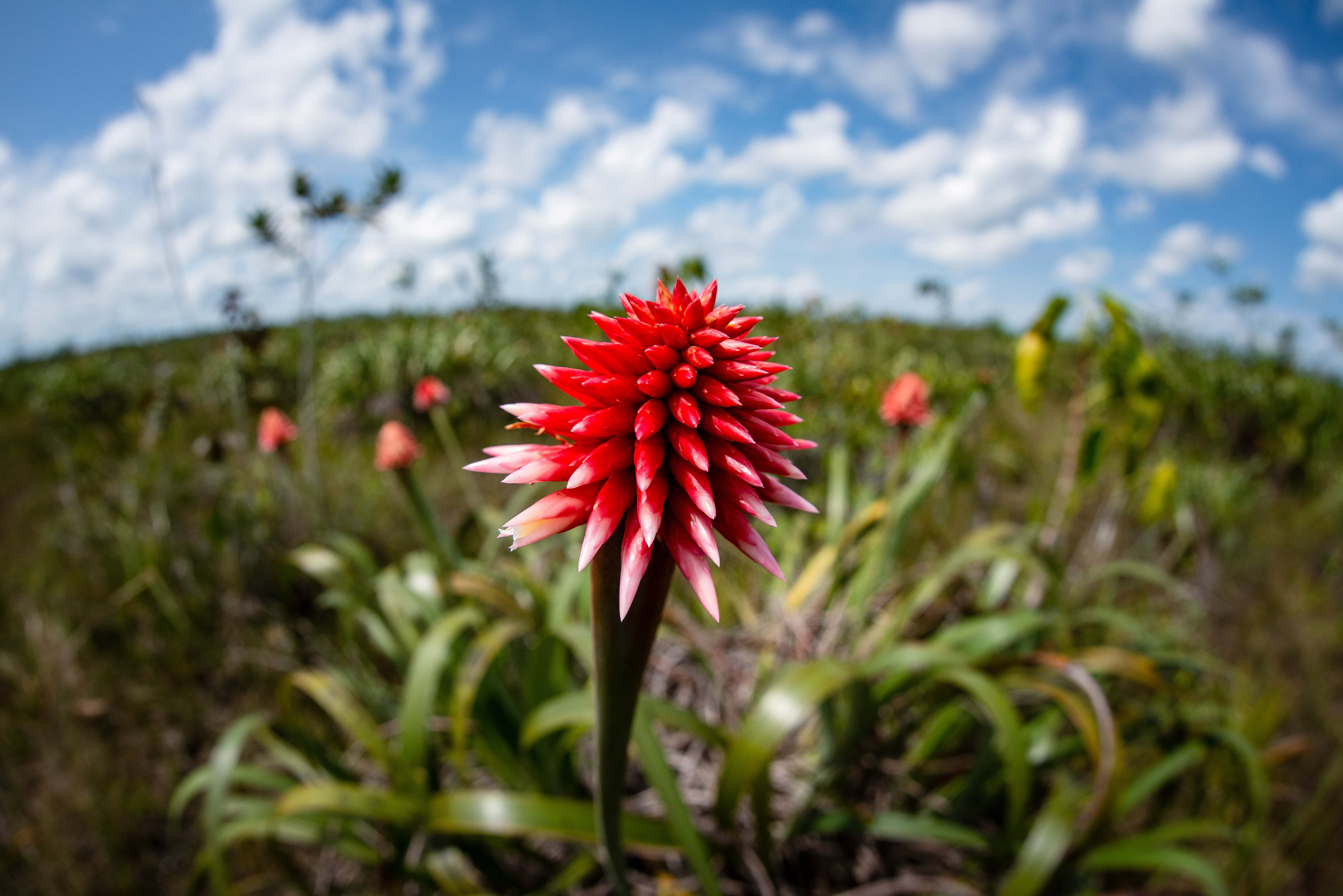 The inírida flower endemic to Guainía and is known for its ability to persist its physical shape and resist extreme weather conditions.