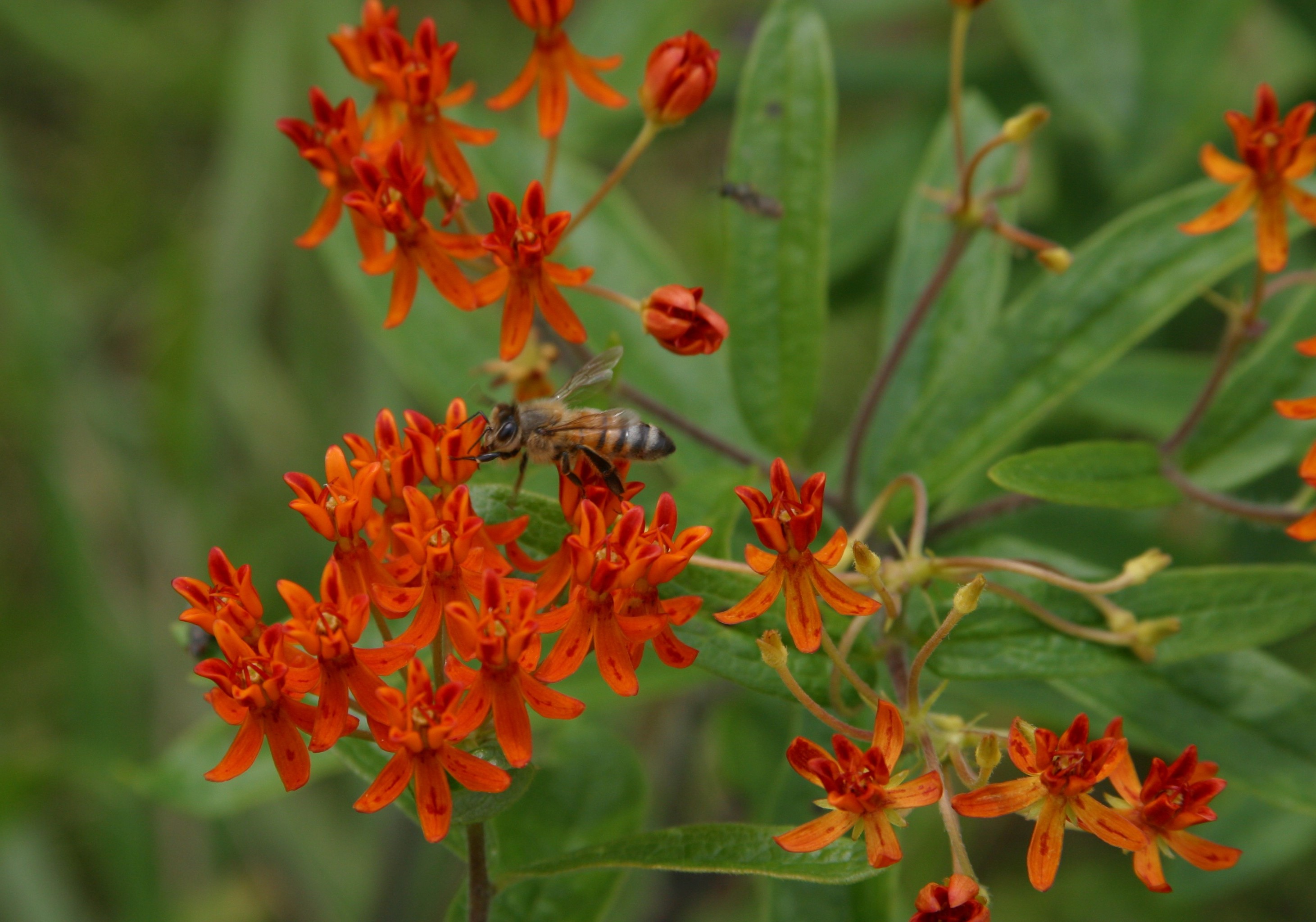 Bee on orange wildflower.