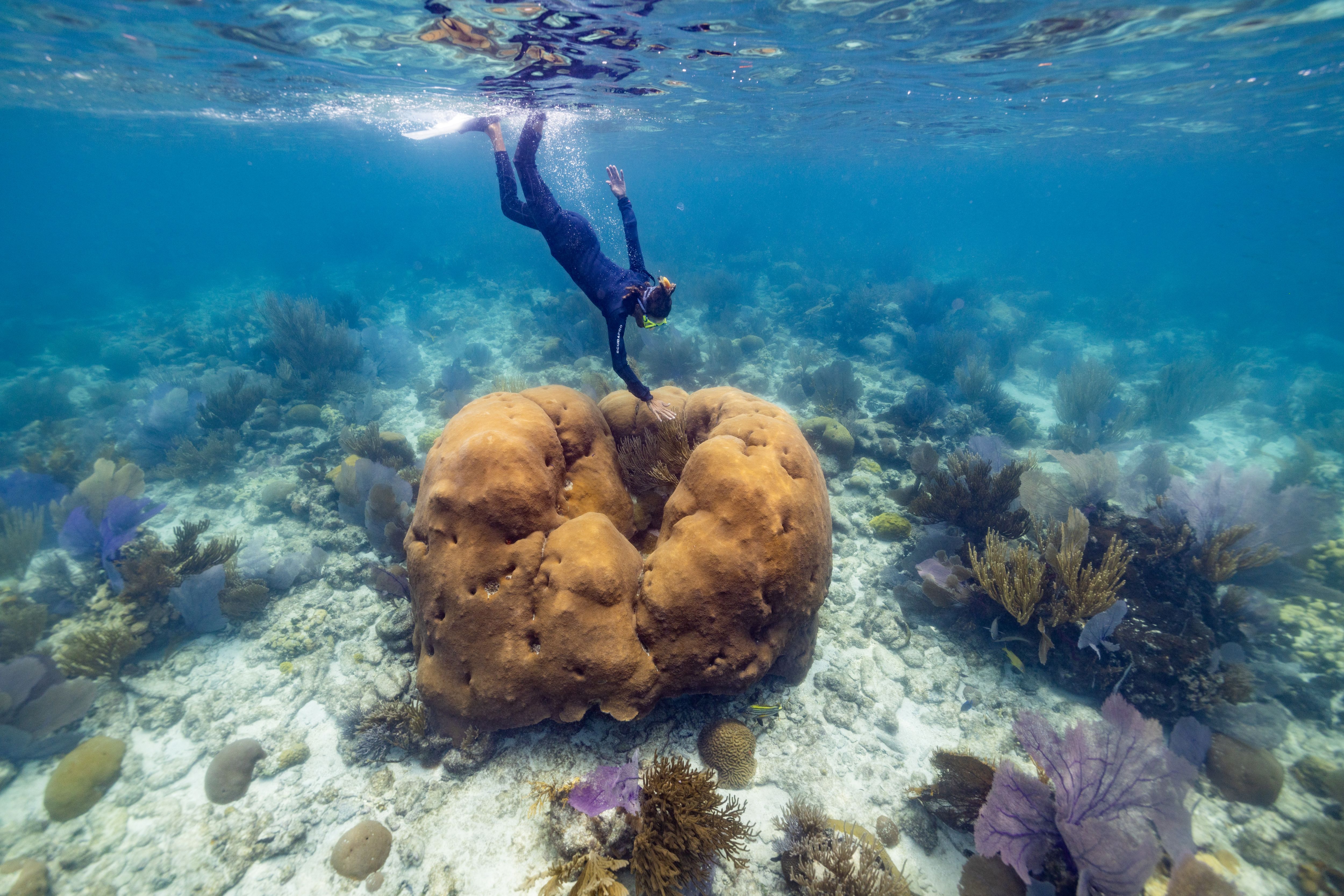 Diver snorkelling to coral reef.