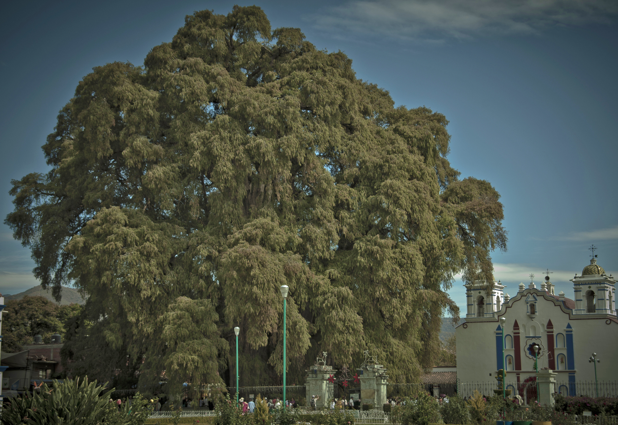 1,400 year old Montezuma cypress tree.