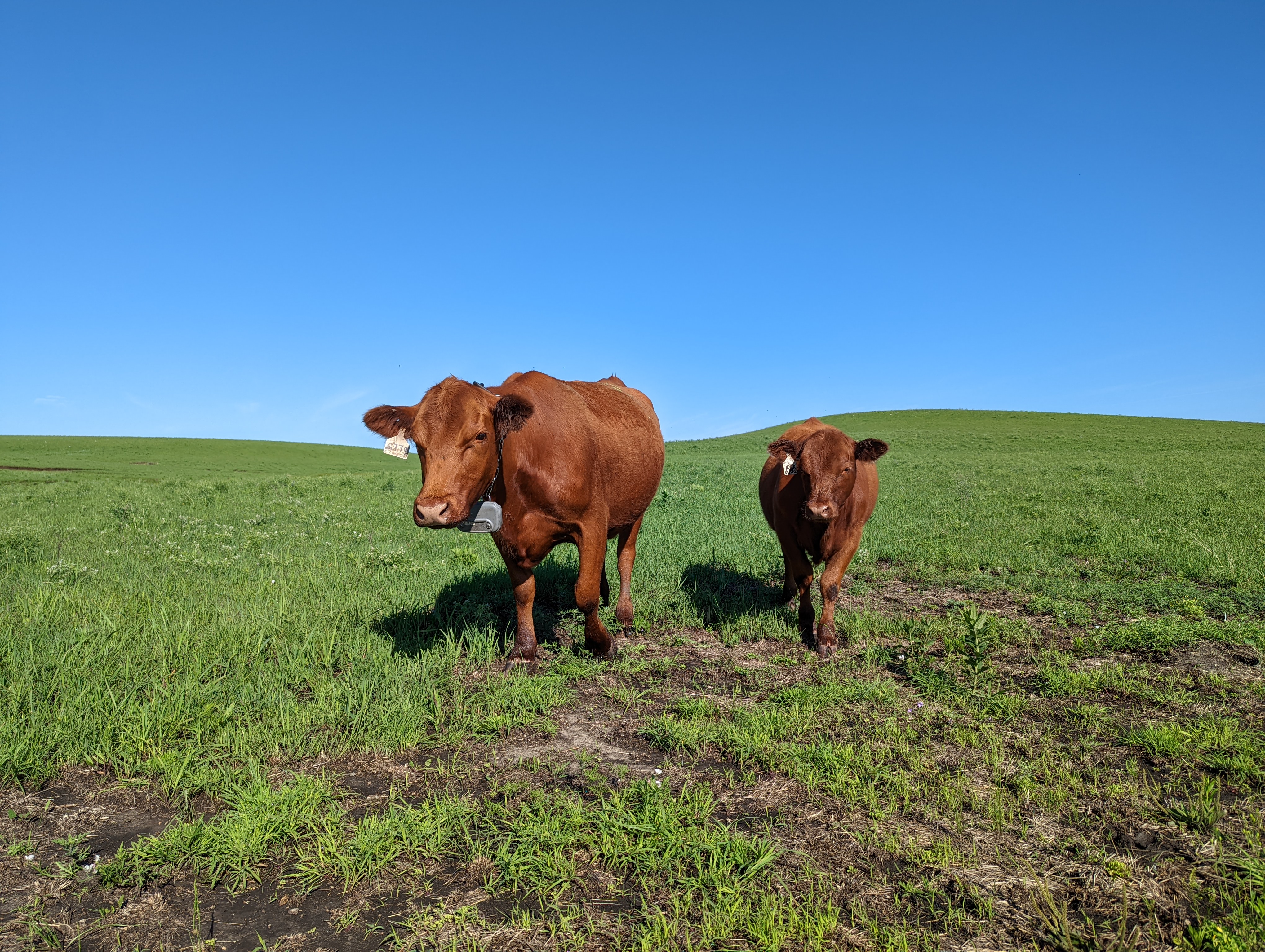 two brown cows in a green field with large GPS collars on.