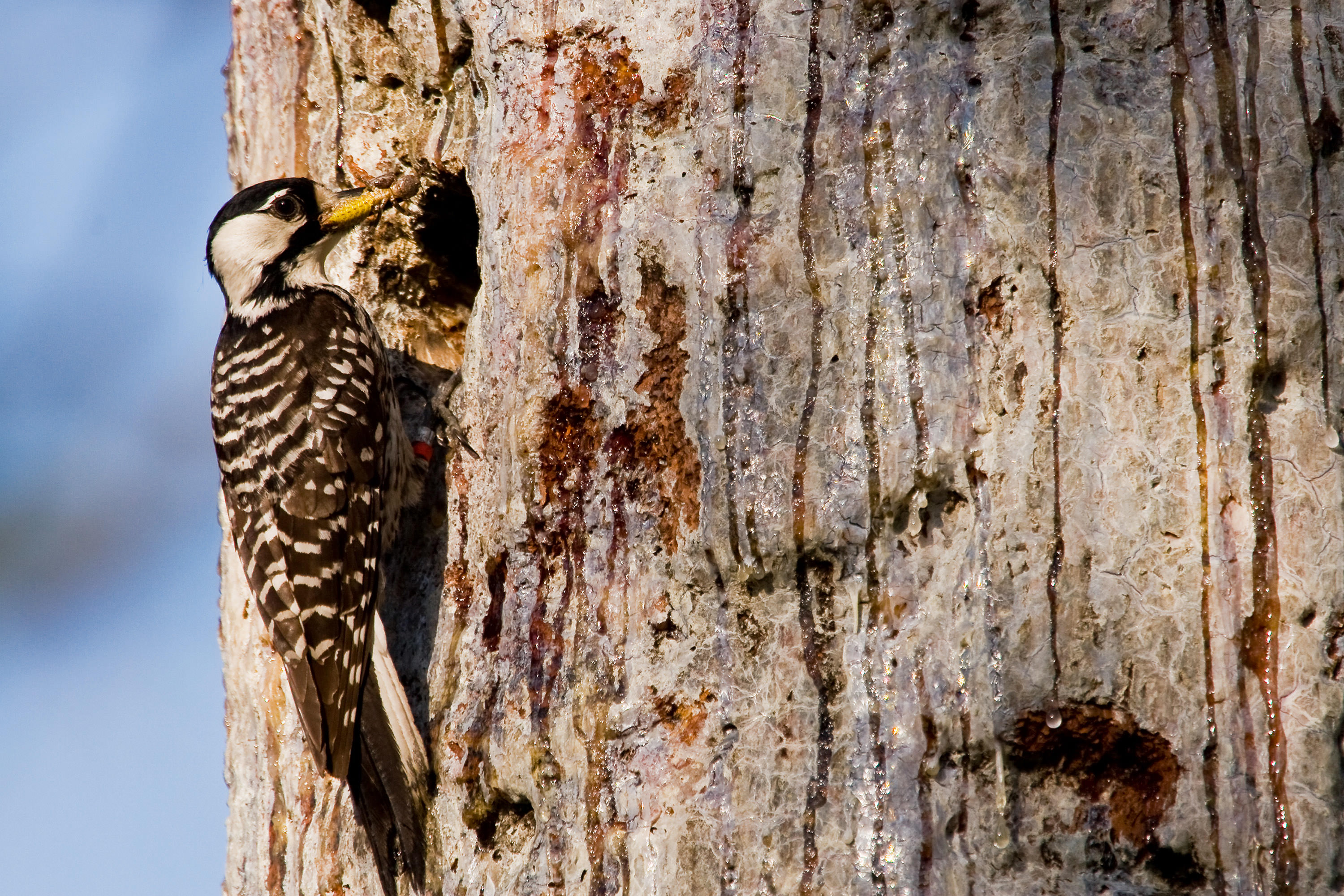 a red-cockaded woodpecker on a longleaf pine.