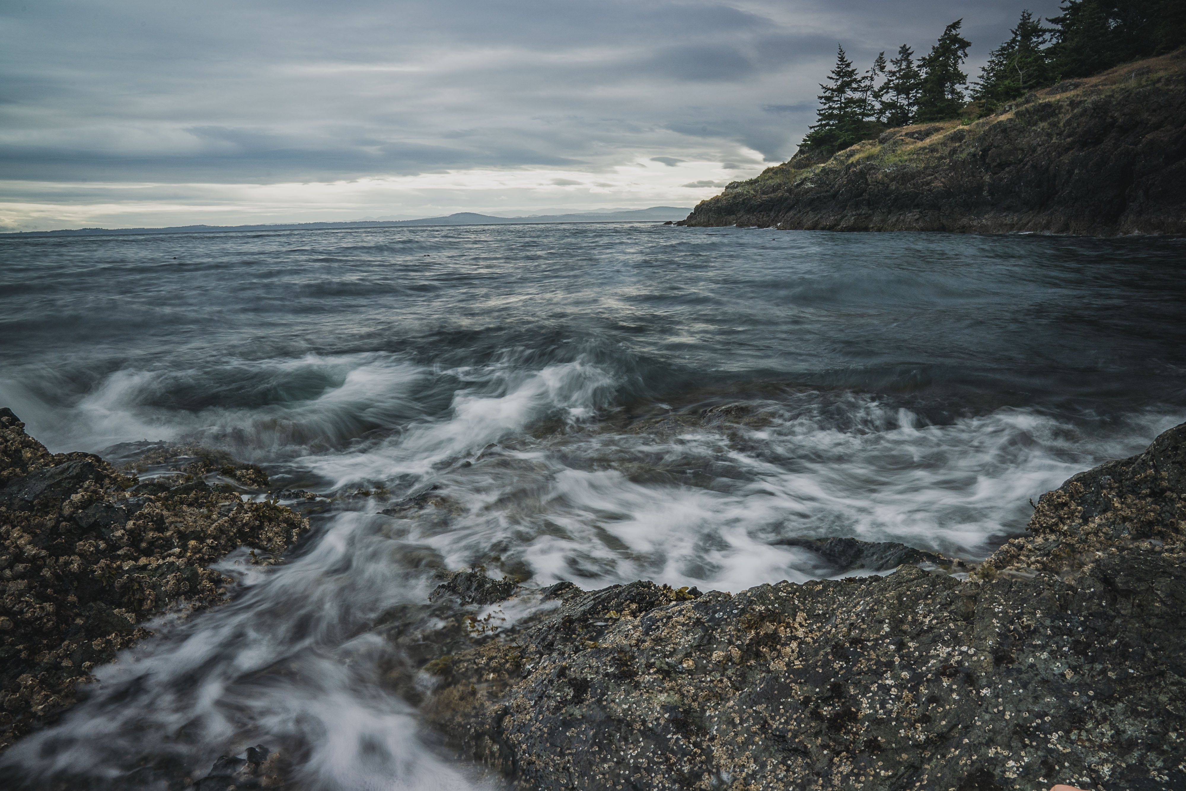 The Nature Conservancy looked to Friday Harbor Laboratories on Washington state's San Juan Island to site a captive breeding program for sunflower sea stars.