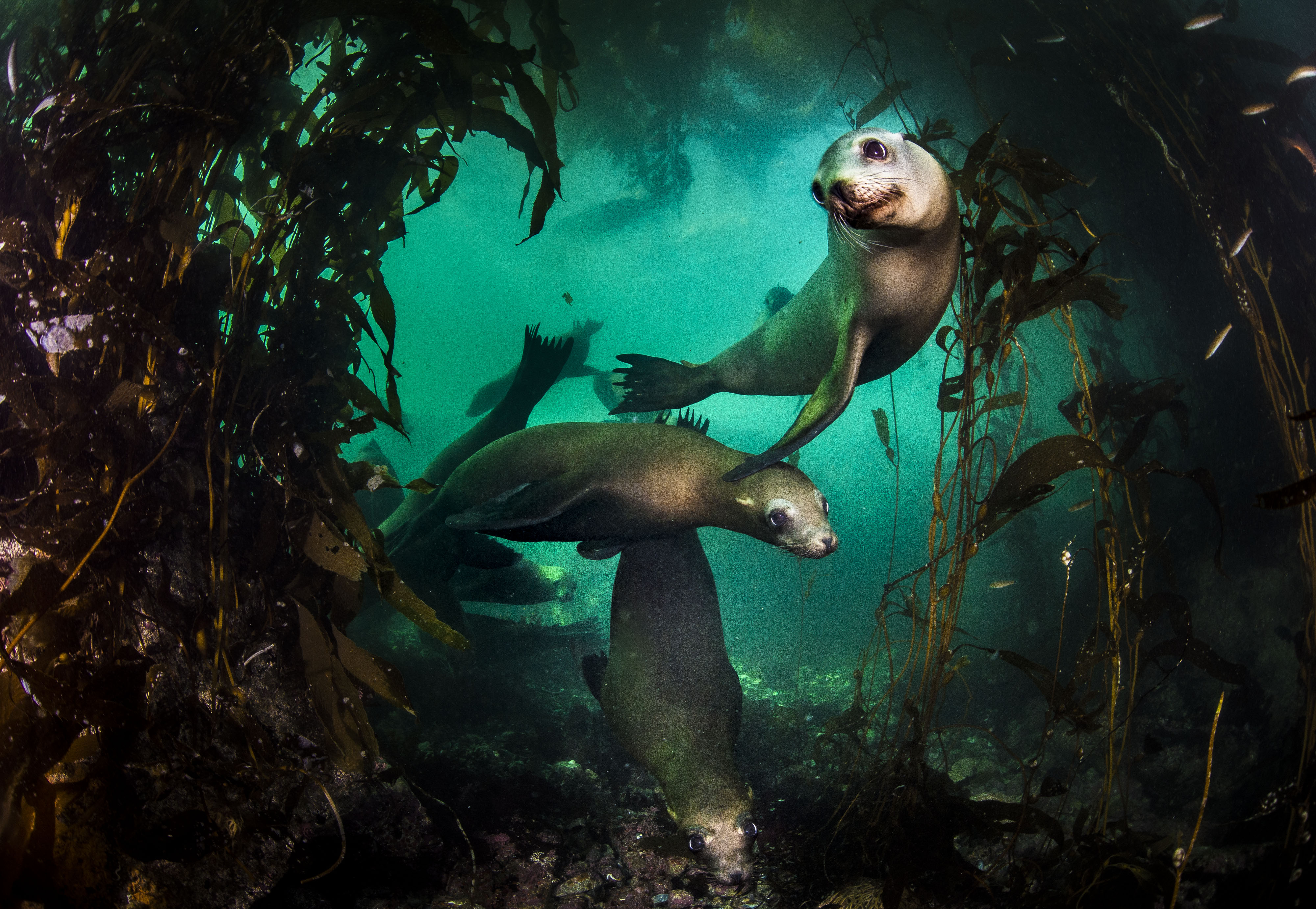 Sea lions swim through a kelp forest.