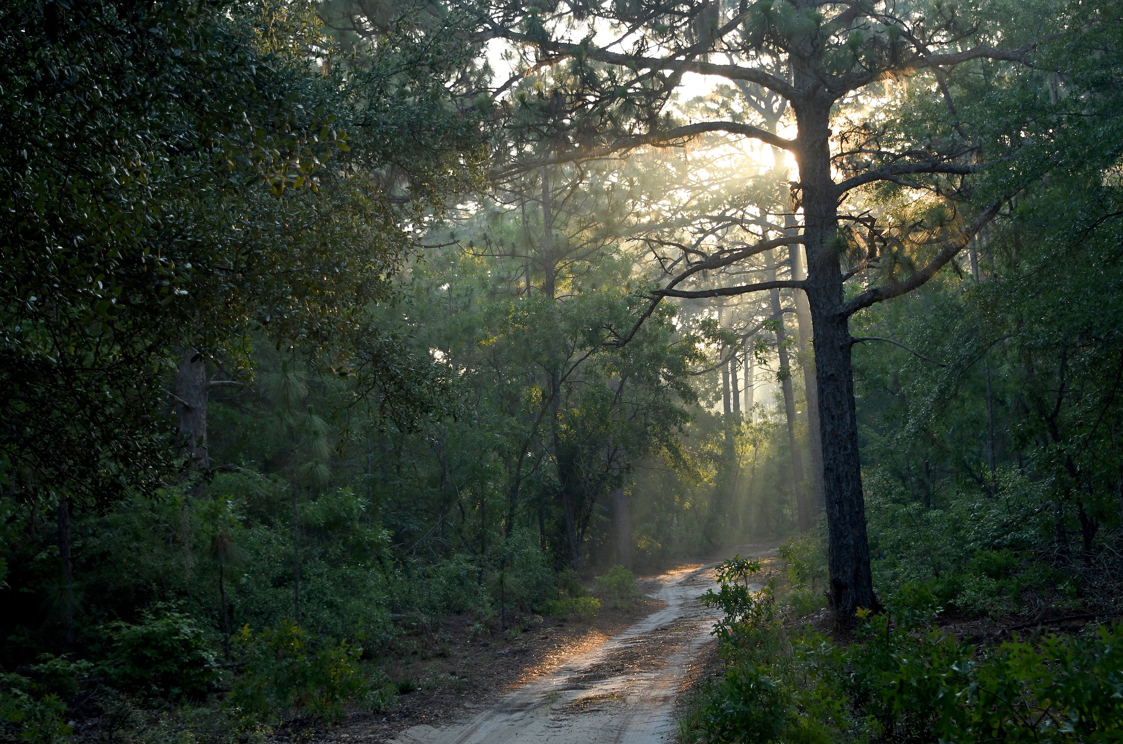 Early morning on a trail at Sandy Island in South Carolina. 