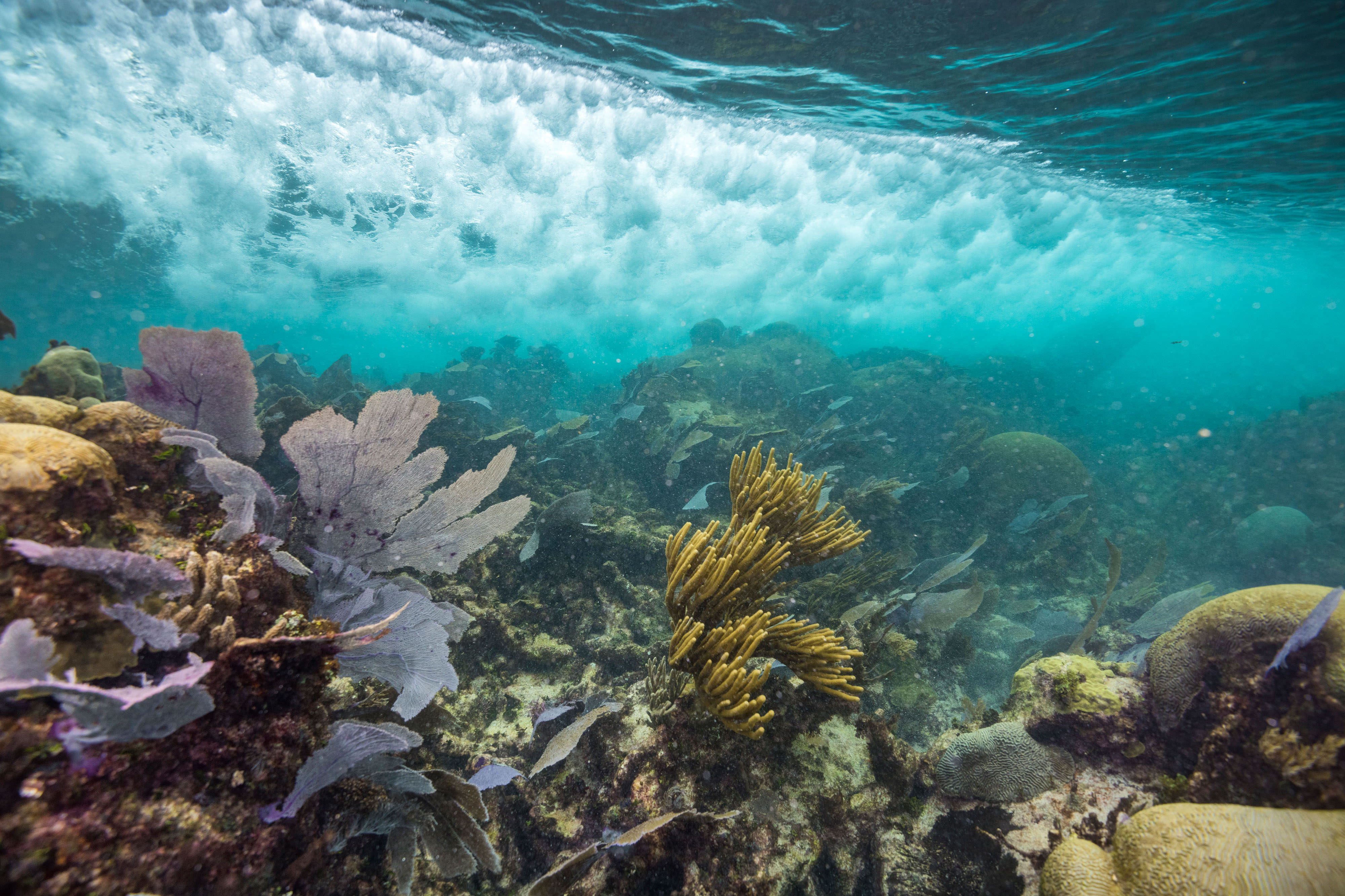 Underwater view of coral reef near Mexico.