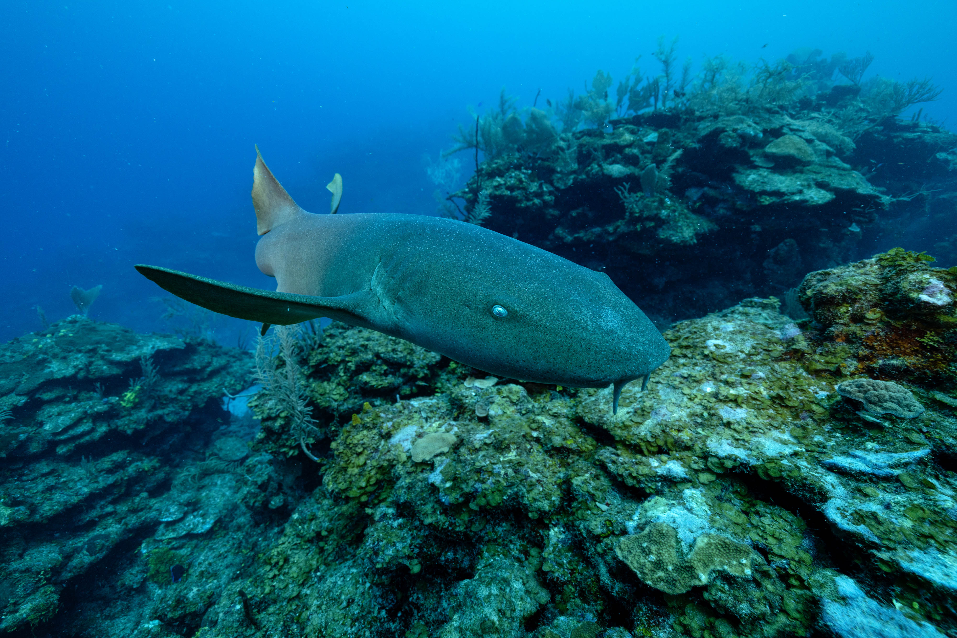 A nurse shark patrols a reed near Mermaid's Lair.