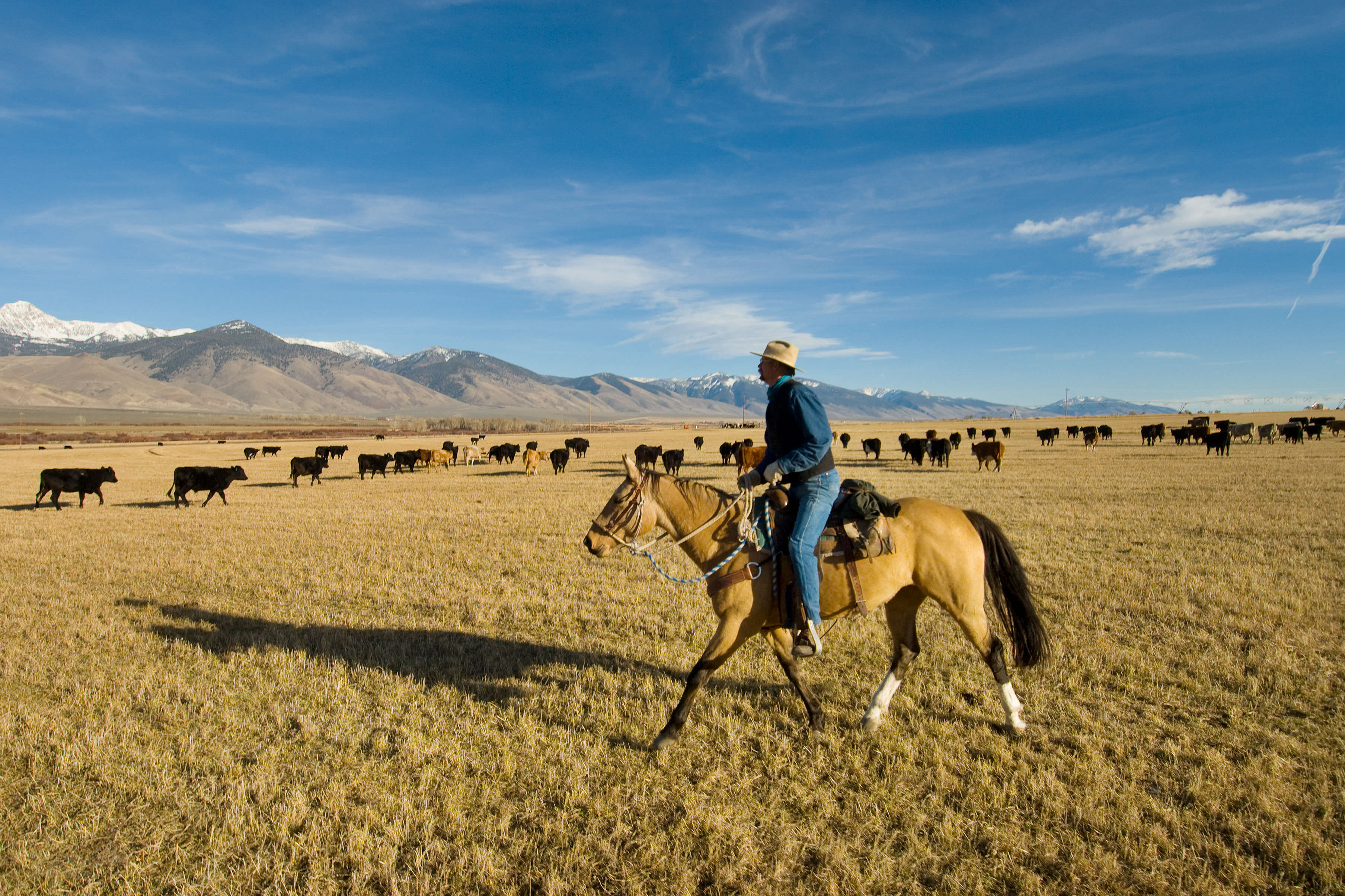 Beef in a Florida pasture.