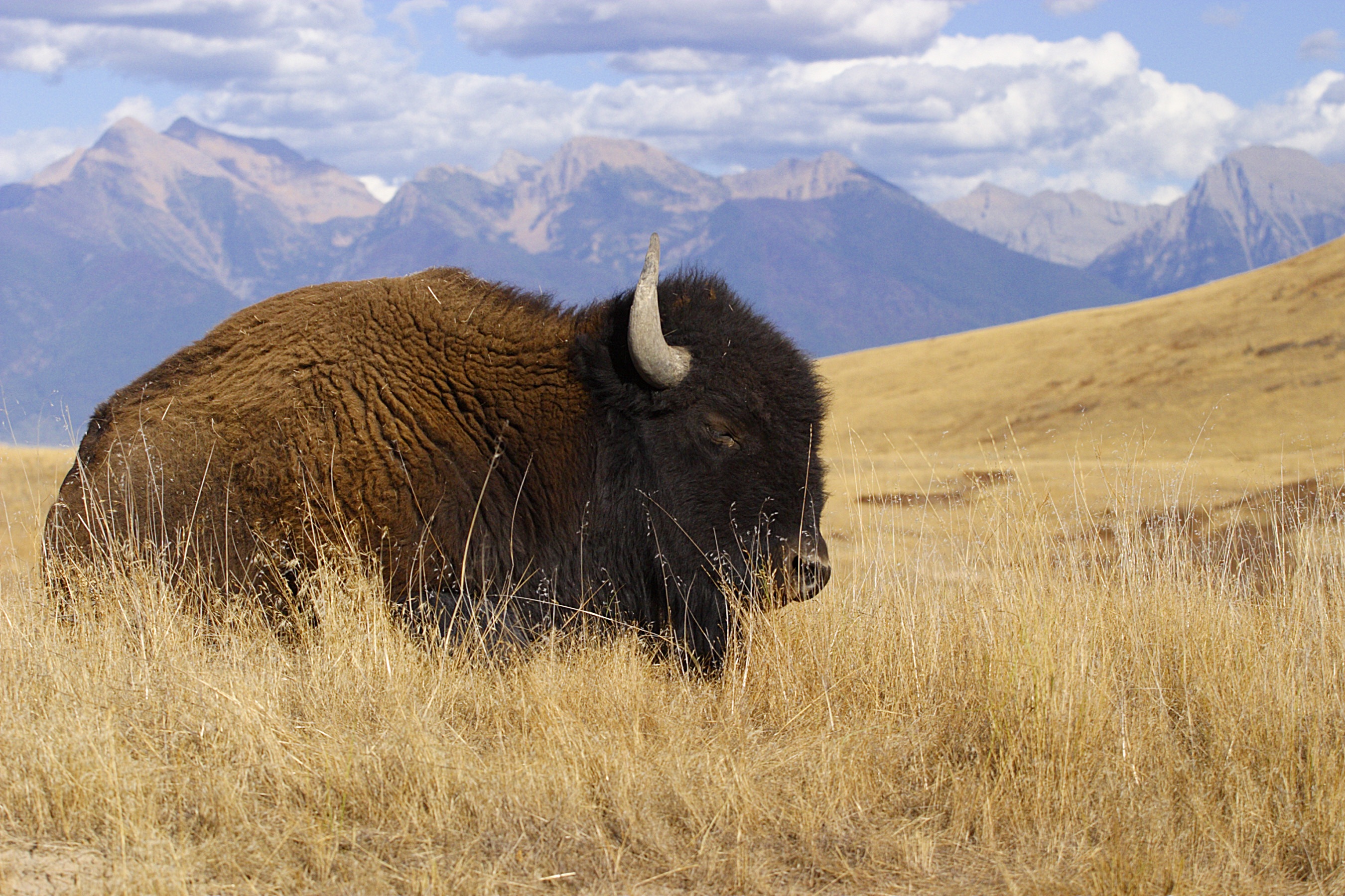 A bison bull lays in grassy prairie at National Bison Range Wildlife Refuge in Montana, with mountains in the background.