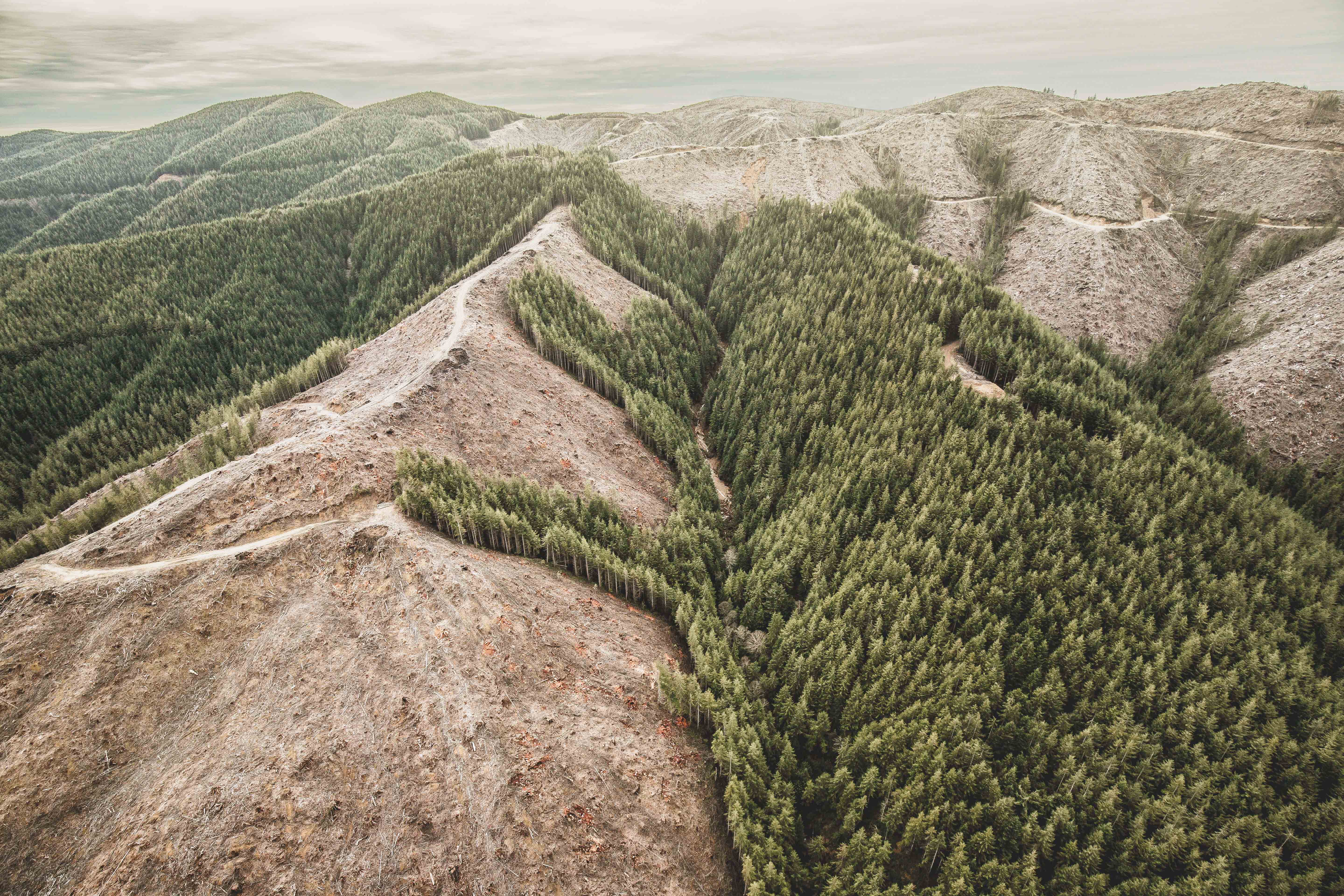 Aerial photo of mountains in Washington state showing heavily logged area beside forested area.