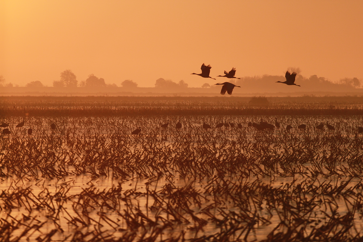 A flooded field with birds landing in Staten Island.