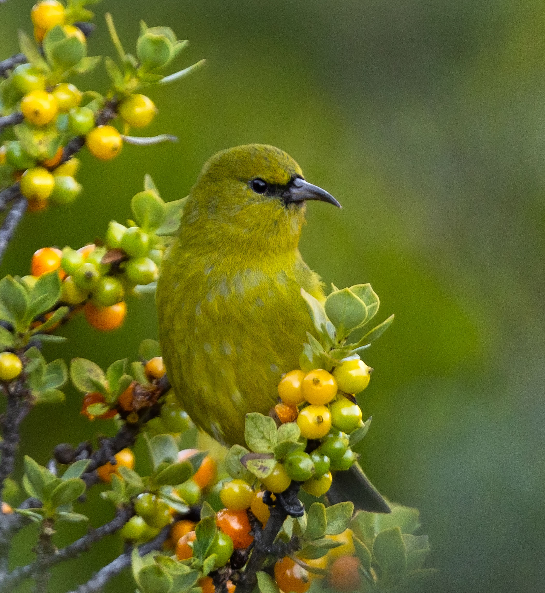 Yellow forest bird on a branch with yellow and green berries. 