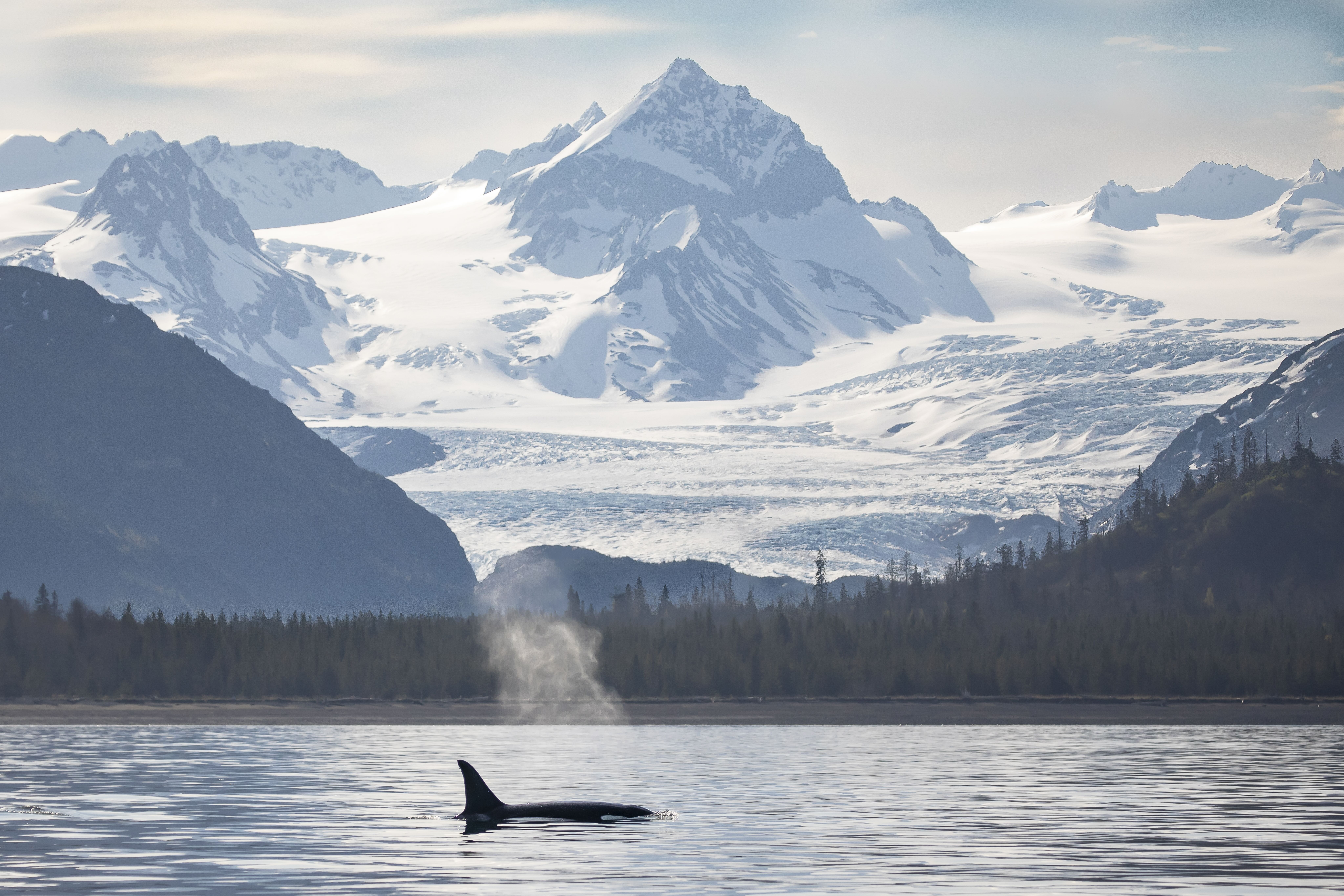 An orca breaching the surface against mountains.