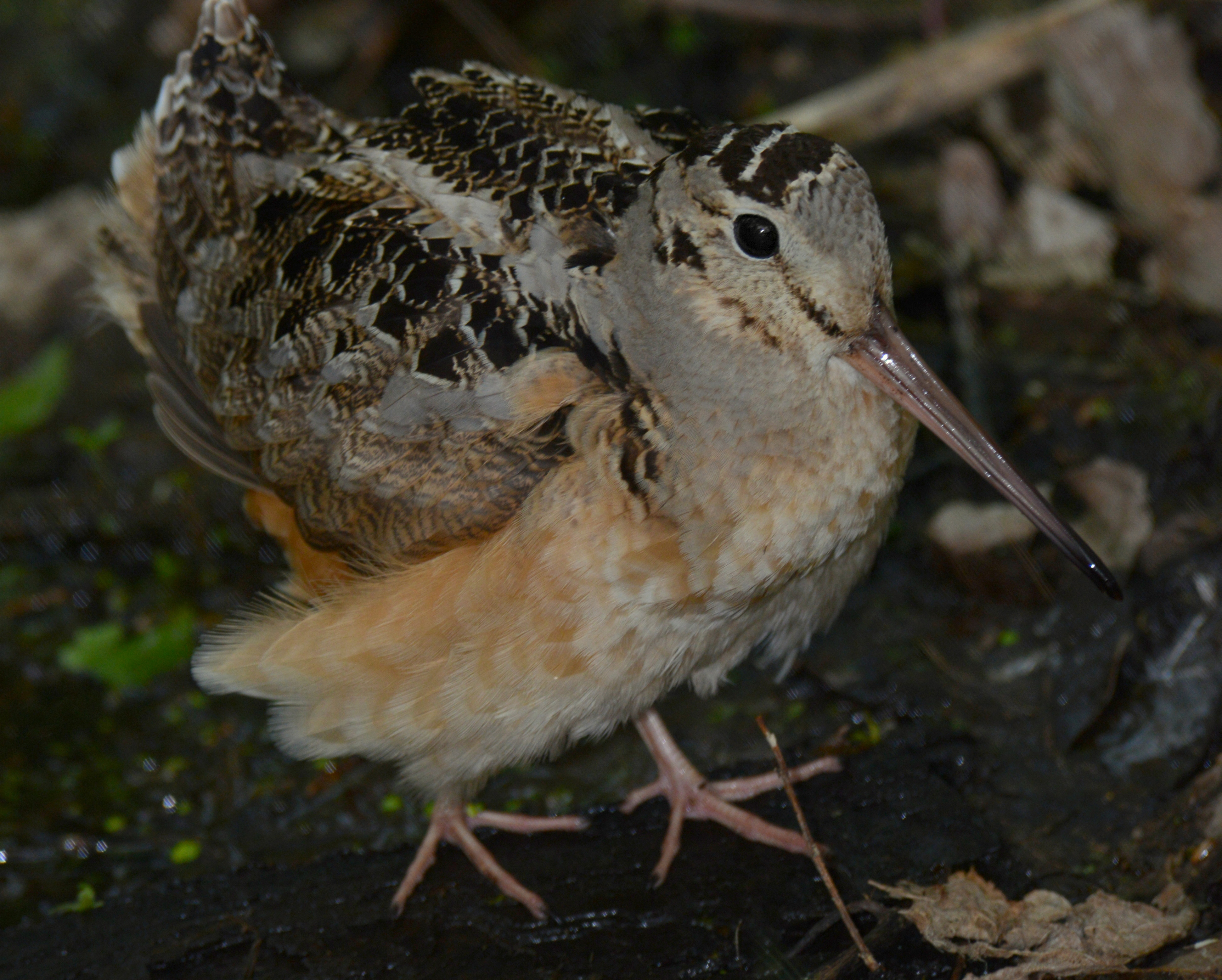 Woodcock mottled gray and brown with long bill.