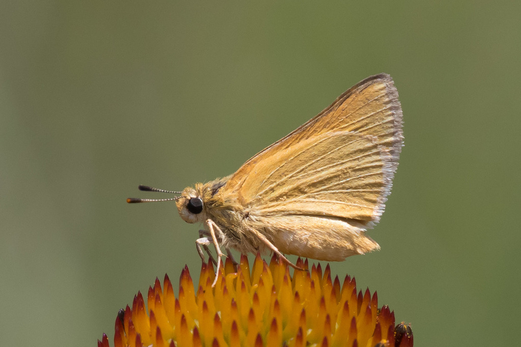 A gold butterfly sits atop an orange flower.