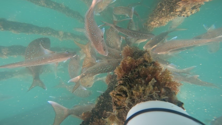A collection of fish feed on vegetation that is attached to a large pole.