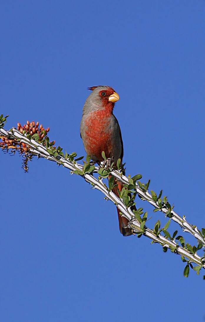 A red and grey bird is perched on a green plant against a stark blue sky.