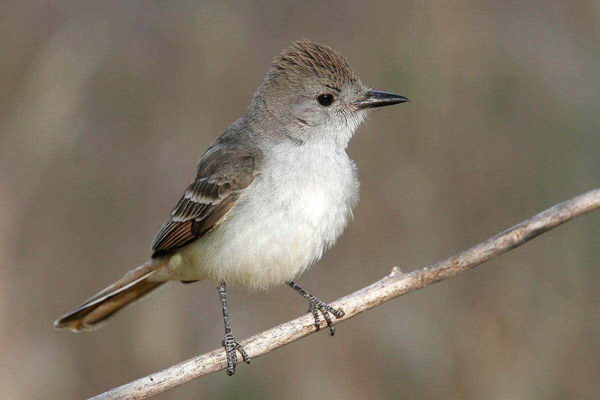 Close-up of a small white and grey bird perched on a thin branch.