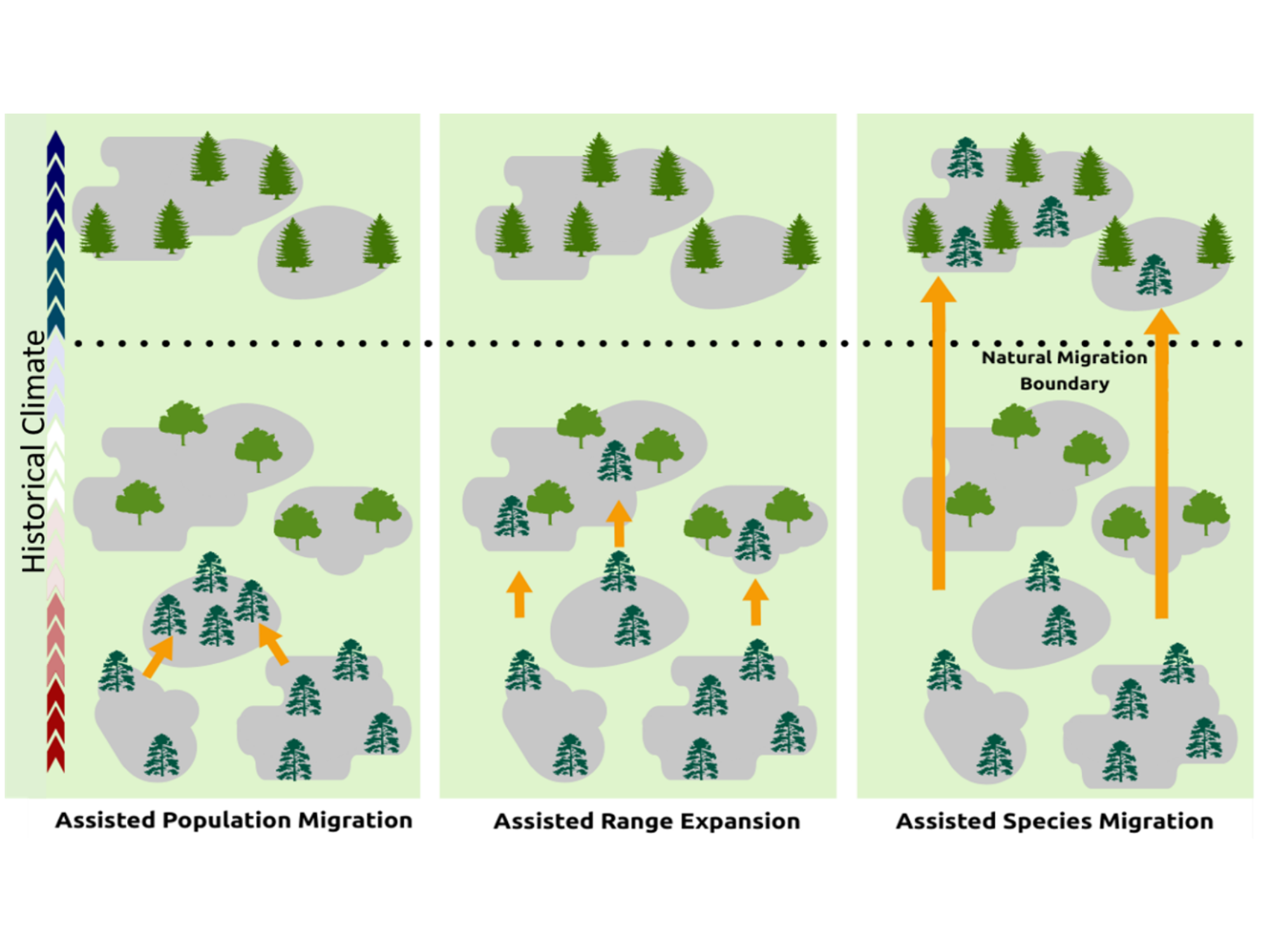 Graphic illustrating the concept of assisted migration for trees.