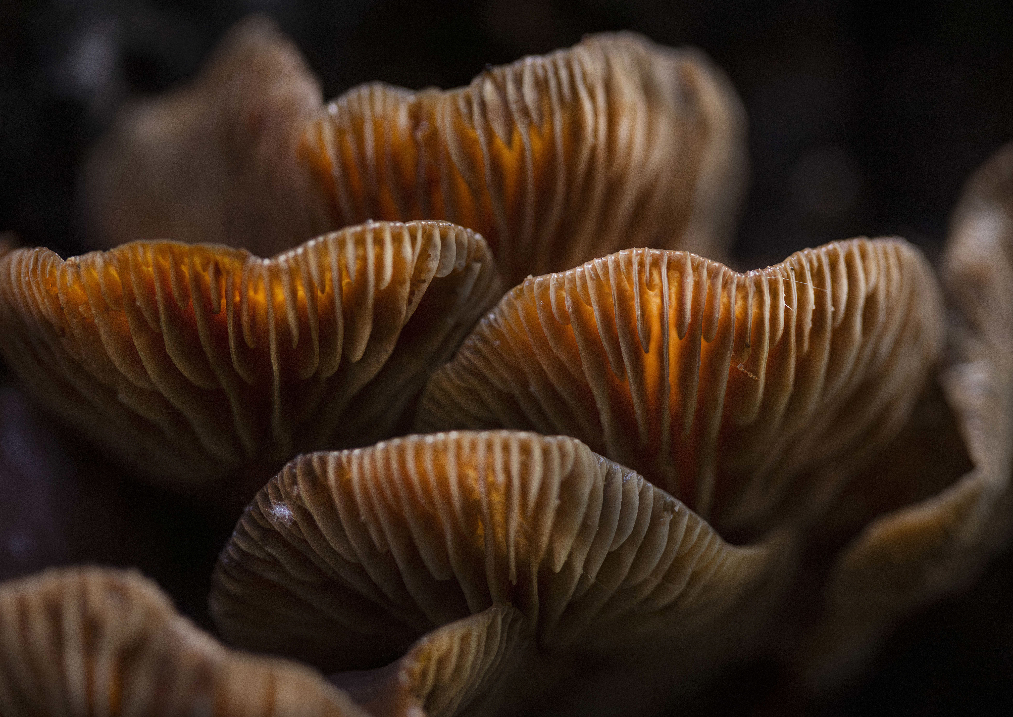A cluster of fungi with light behind it so it glows an orange color.