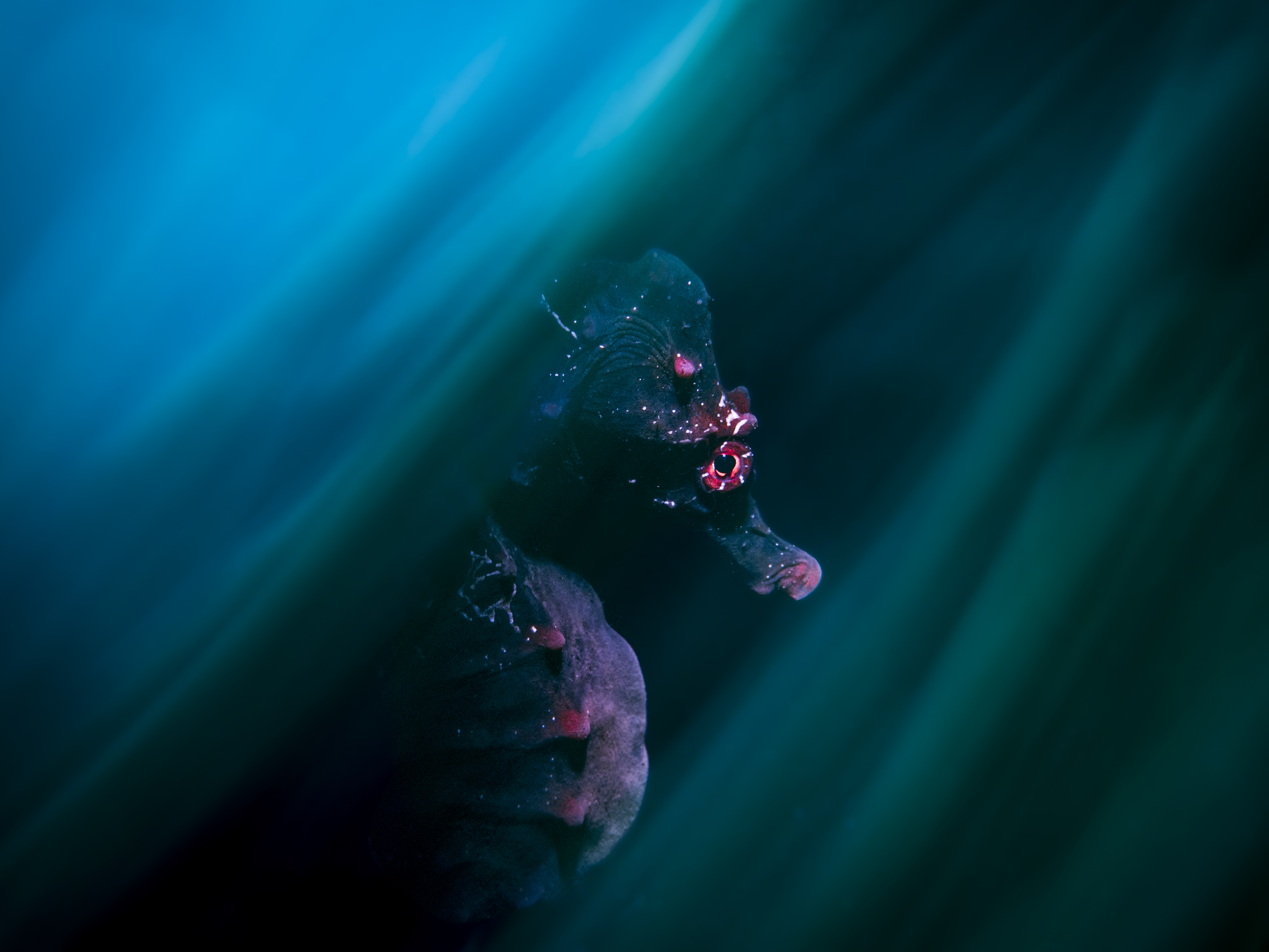 During an early morning dive at Bare Island in Sydney’s Botany Bay, we encountered a Pot-bellied Seahorse seeking shelter in the centre of a cluster of sea tulips. 