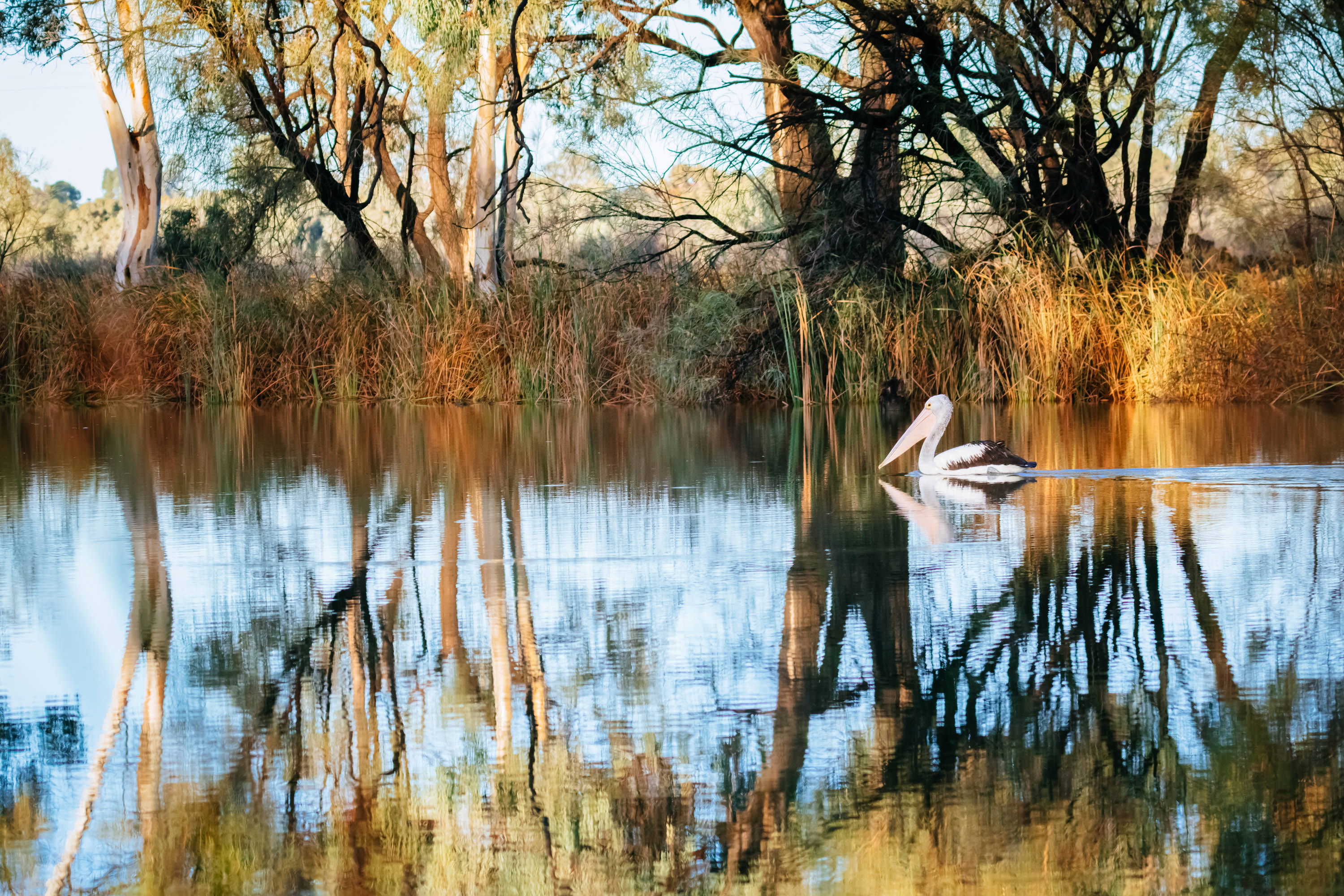 A white pelican in a wetland surrounded by trees