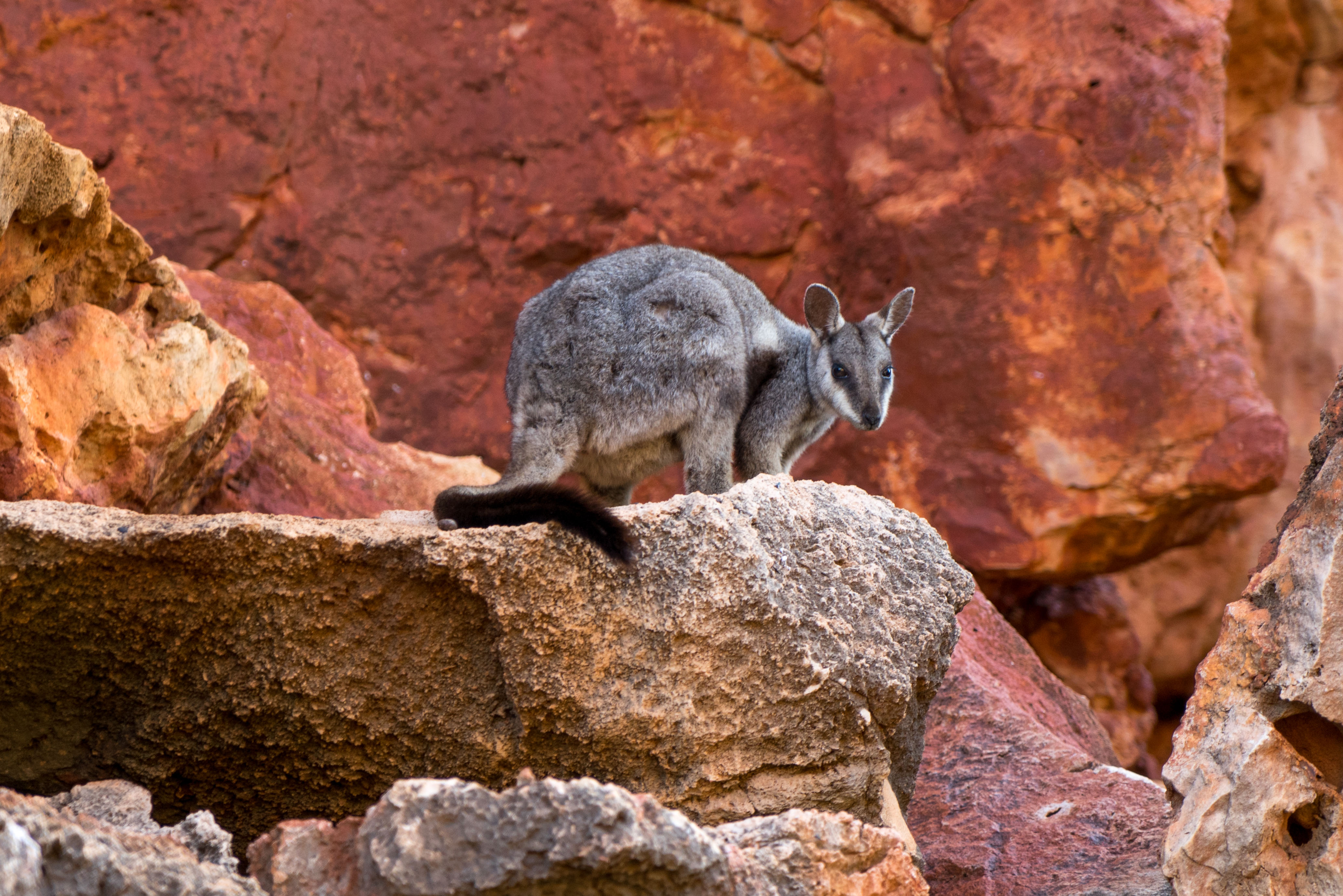A closeup of a rock wallaby standing on top of a large rock.