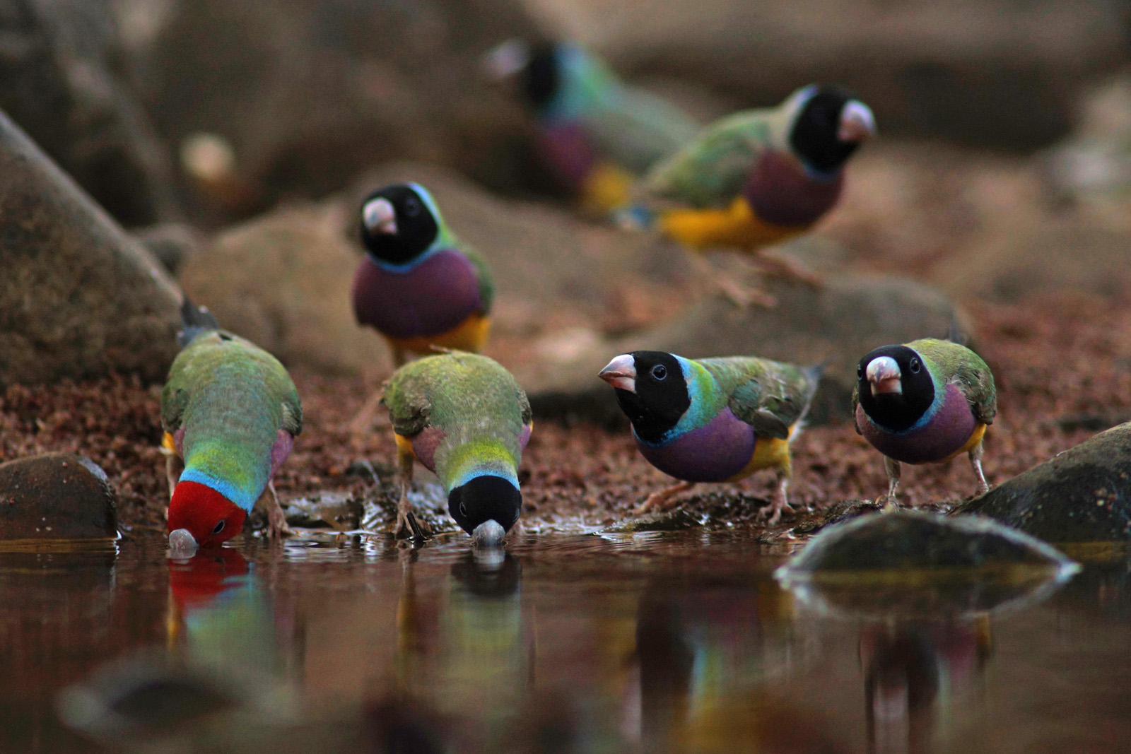 Several Gouldian finches gather and drink water at a watering hole.