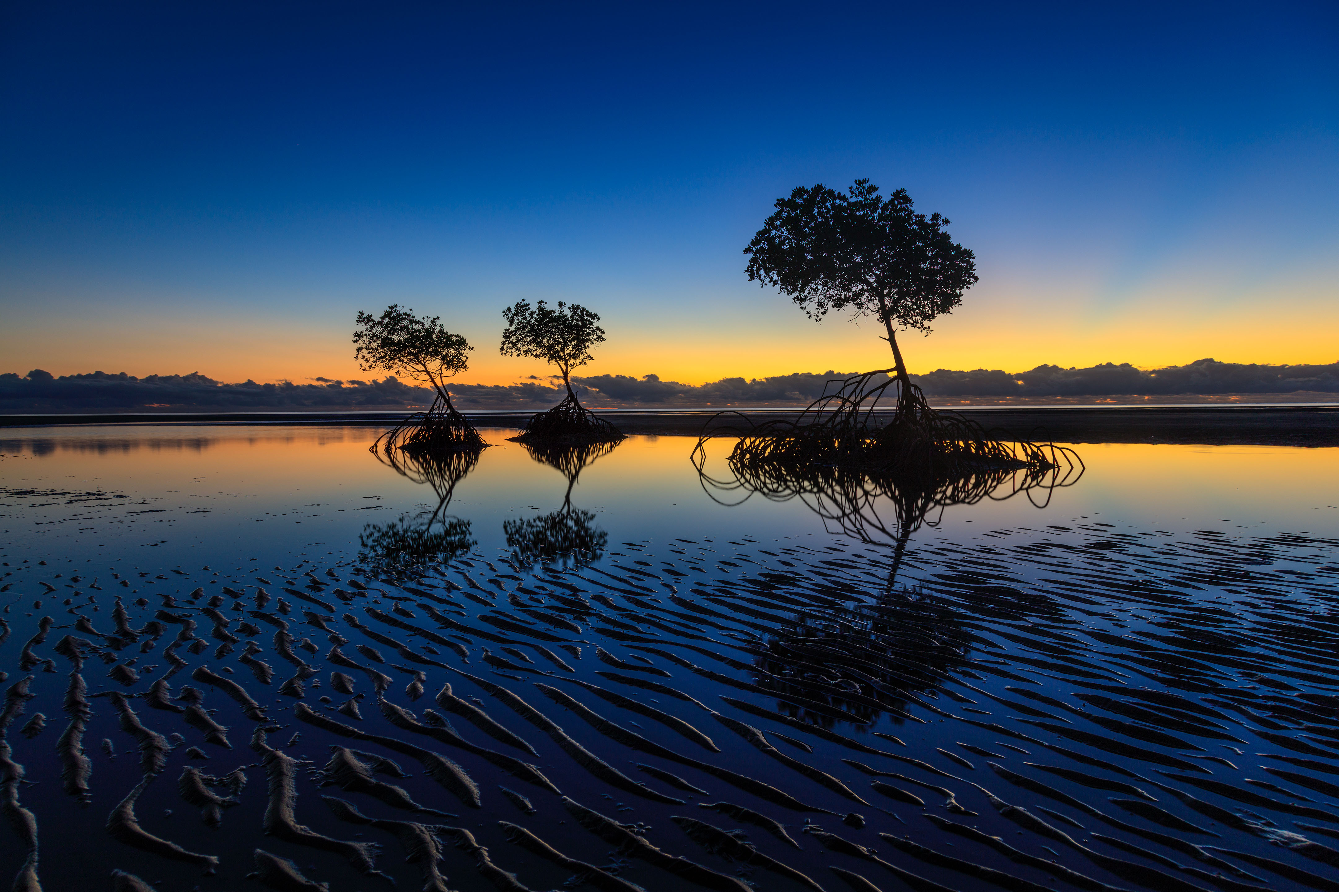 Mangrove trees on a wet beach with a low sun.