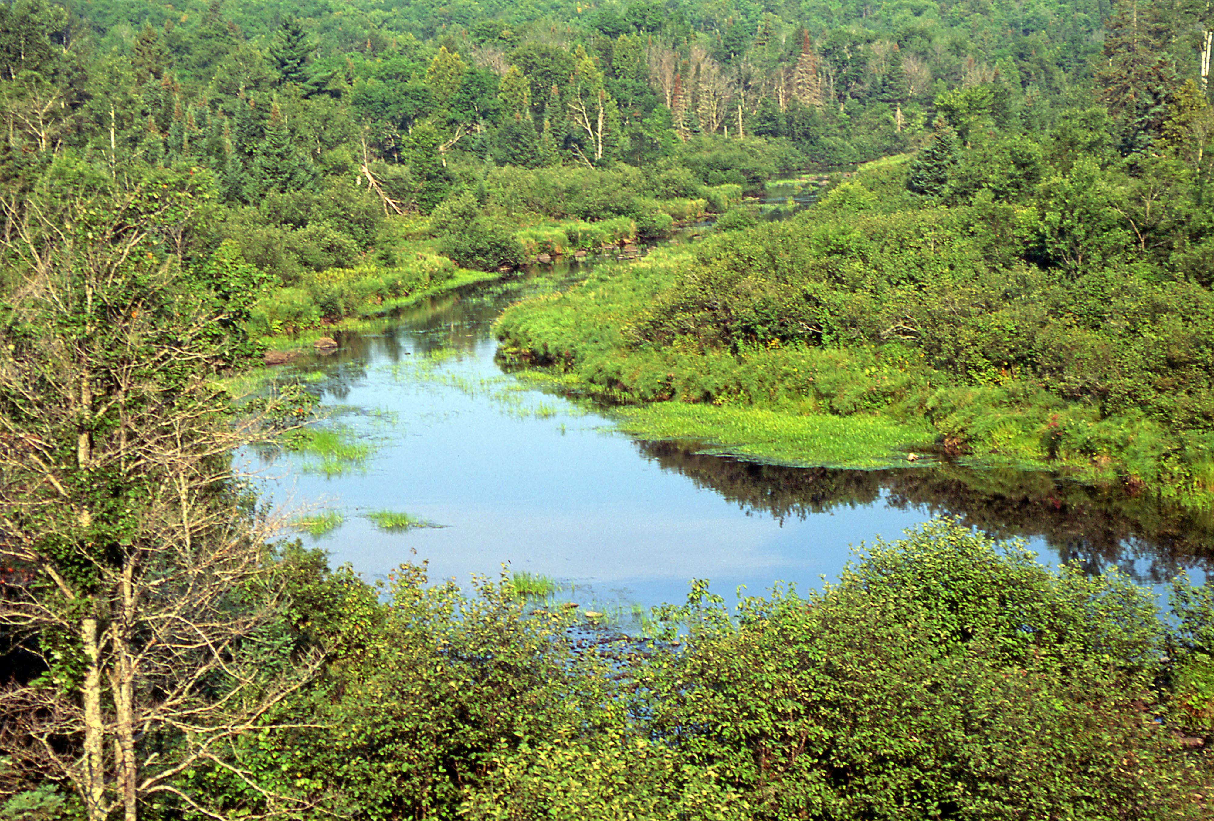 An aerial view of a lush green forest with a blue stretch of water flowing through it.